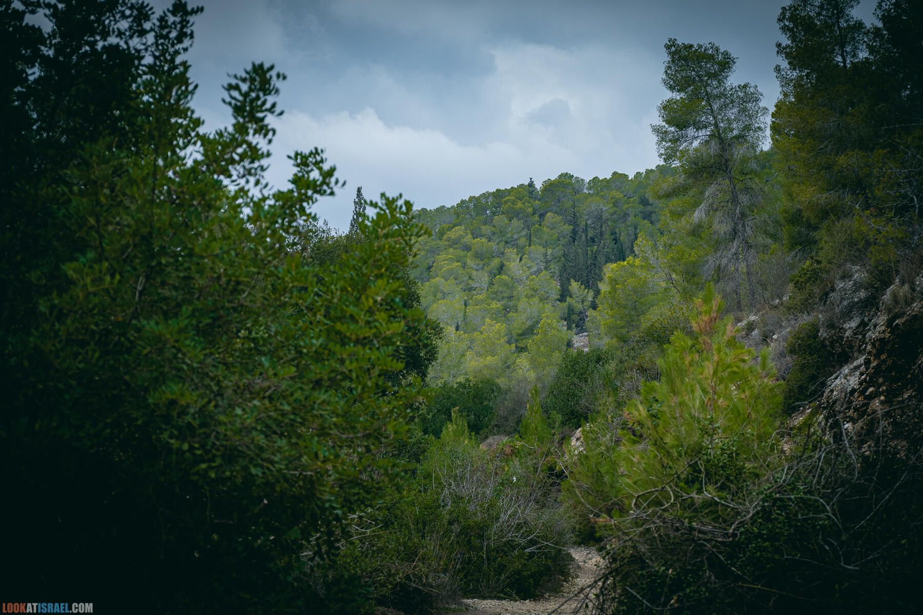 Прогулки с собакой в Израиле - Тропа Цезаря и ущелье кузнечиков в Иерусалимских горах и