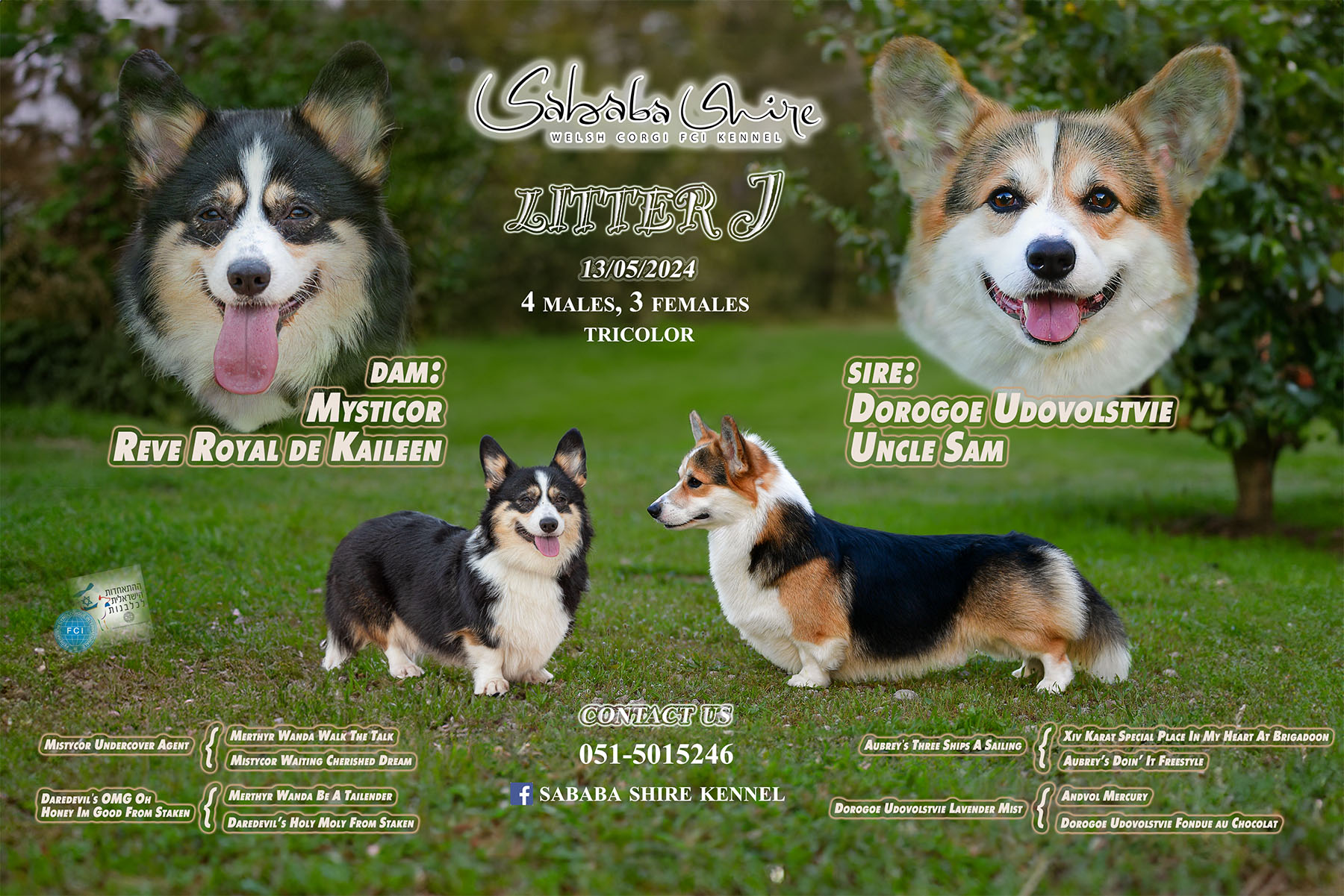 Питомник Вельш корги пембрук Sababa Shire, Кая и Янкель, помет J - גורים של קורגי בית גידול סבבה שיר