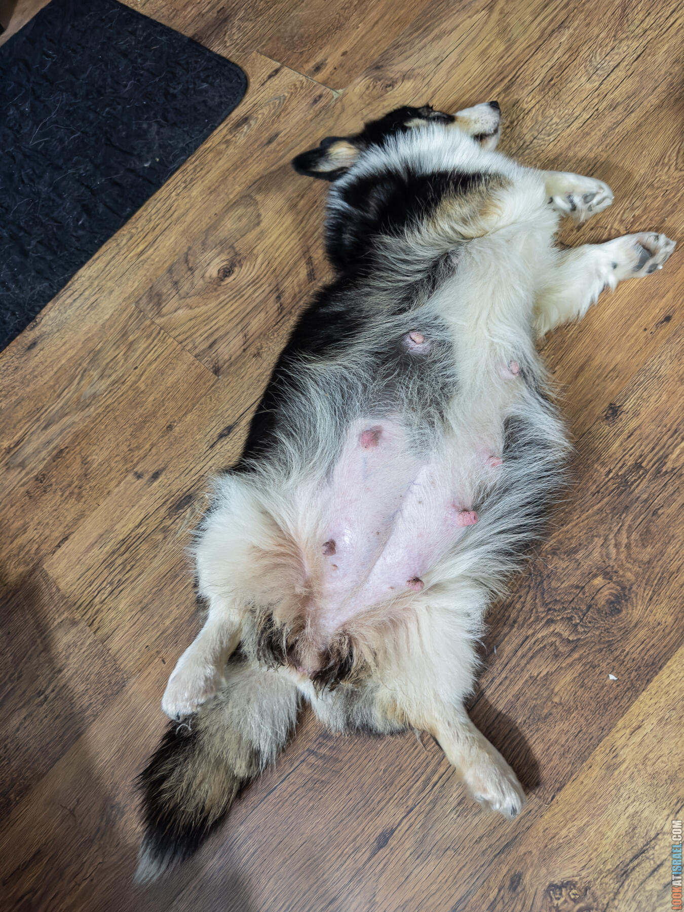 Питомник Вельш корги пембрук Sababa Shire, неделя 1, Кая и Янкель, помет J - גורים של קורגי בית גידול סבבה שיר