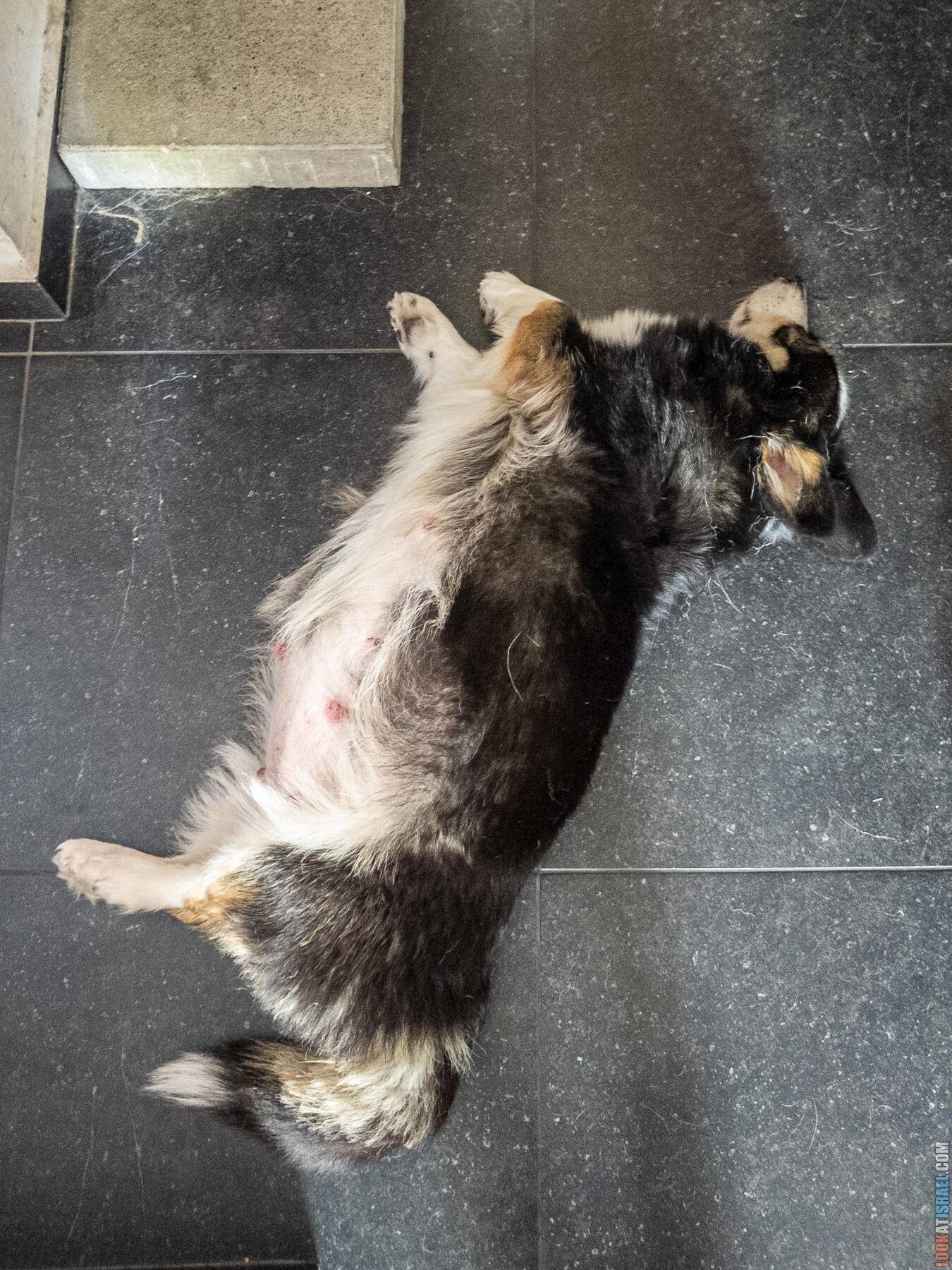 Питомник Вельш корги пембрук Sababa Shire, неделя 1, Кая и Янкель, помет J - גורים של קורגי בית גידול סבבה שיר