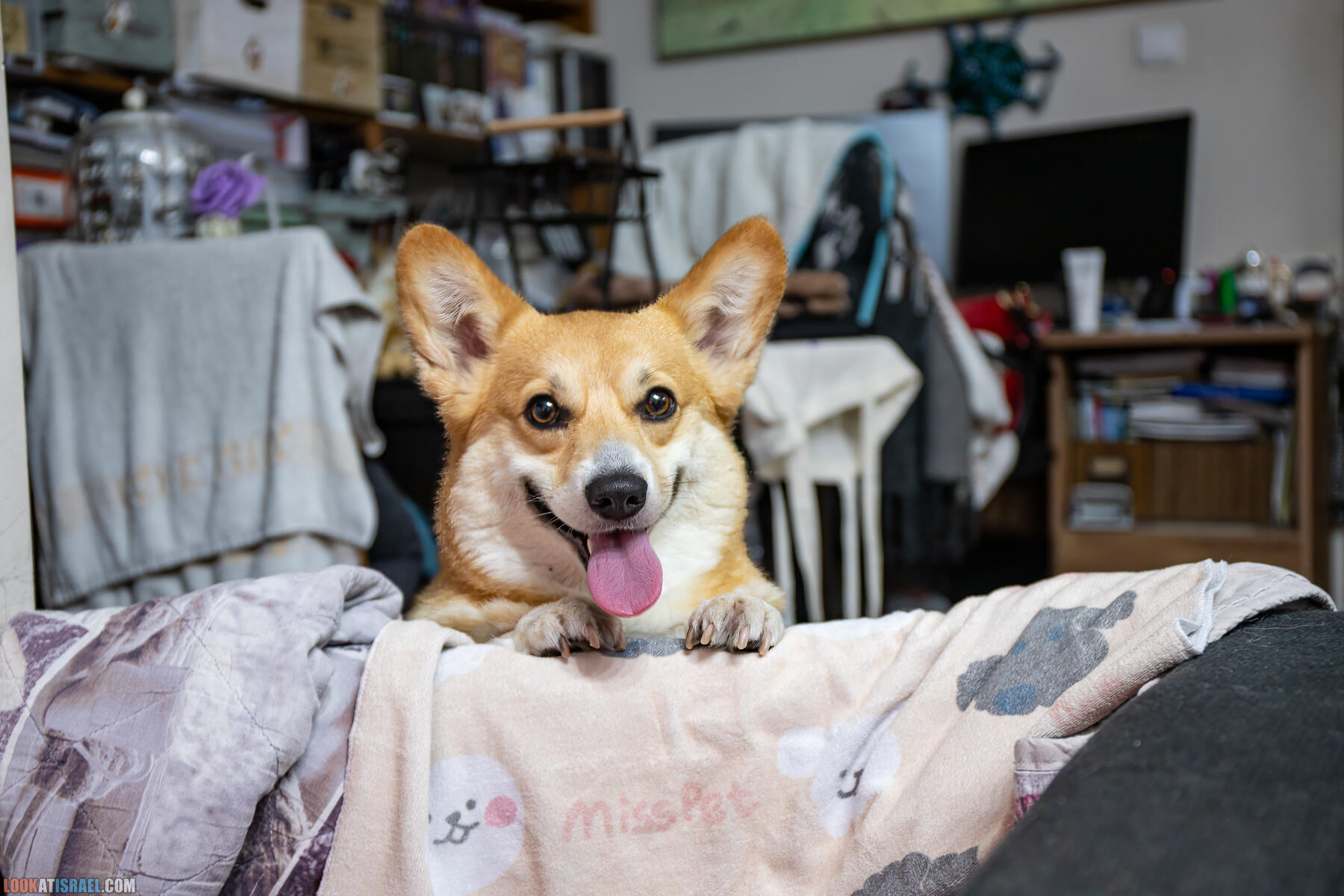 Питомник Вельш корги пембрук Sababa Shire, неделя 1, Кая и Янкель, помет J - גורים של קורגי בית גידול סבבה שיר