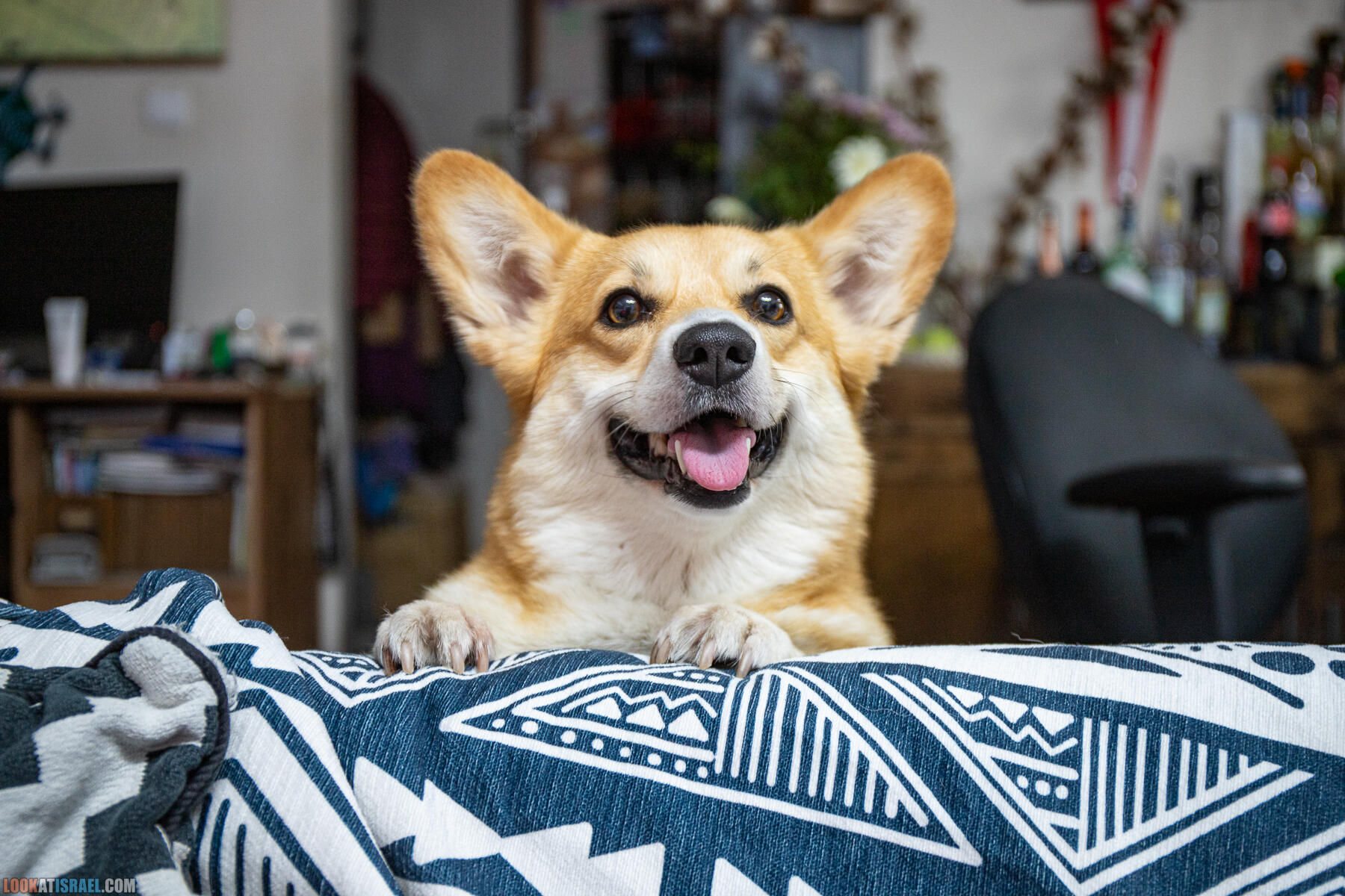 Питомник Вельш корги пембрук Sababa Shire, неделя 1, Кая и Янкель, помет J - גורים של קורגי בית גידול סבבה שיר