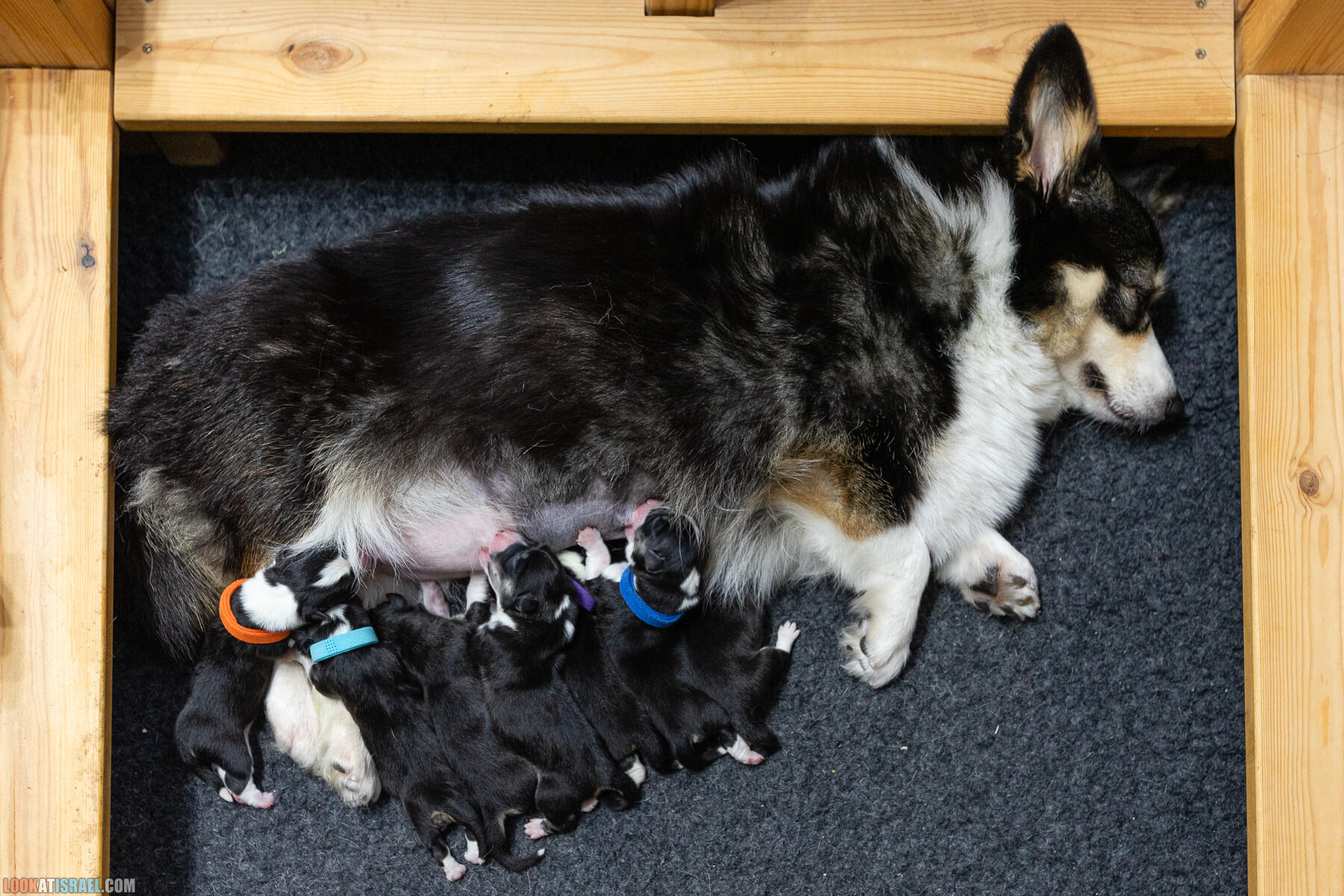 Питомник Вельш корги пембрук Sababa Shire, неделя 1, Кая и Янкель, помет J - גורים של קורגי בית גידול סבבה שיר