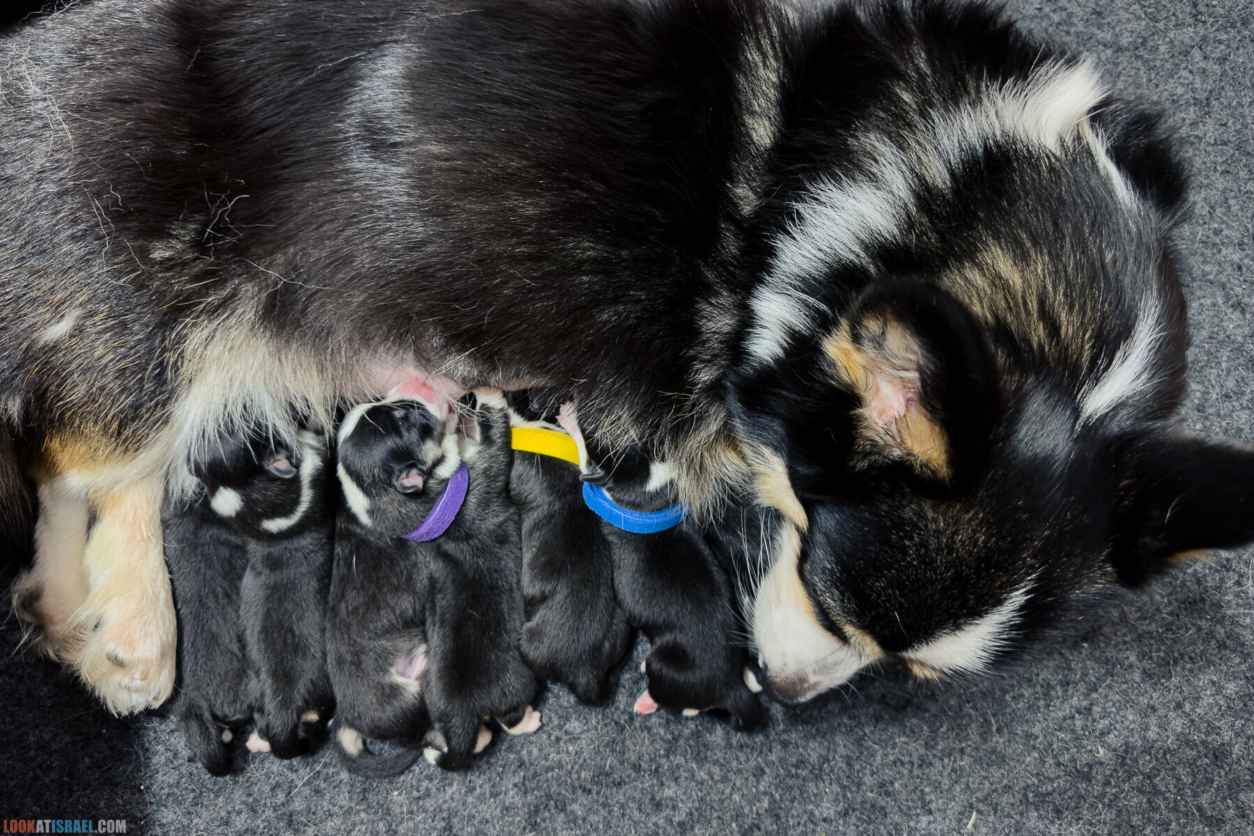 Питомник Вельш корги пембрук Sababa Shire, неделя 1, Кая и Янкель, помет J - גורים של קורגי בית גידול סבבה שיר