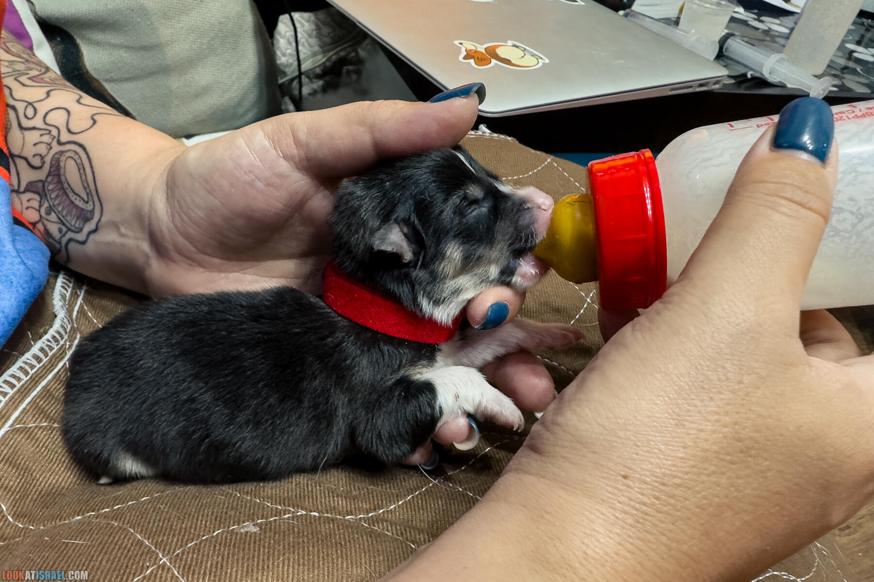 Питомник Вельш корги пембрук Sababa Shire, неделя 1, Кая и Янкель, помет J - גורים של קורגי בית גידול סבבה שיר