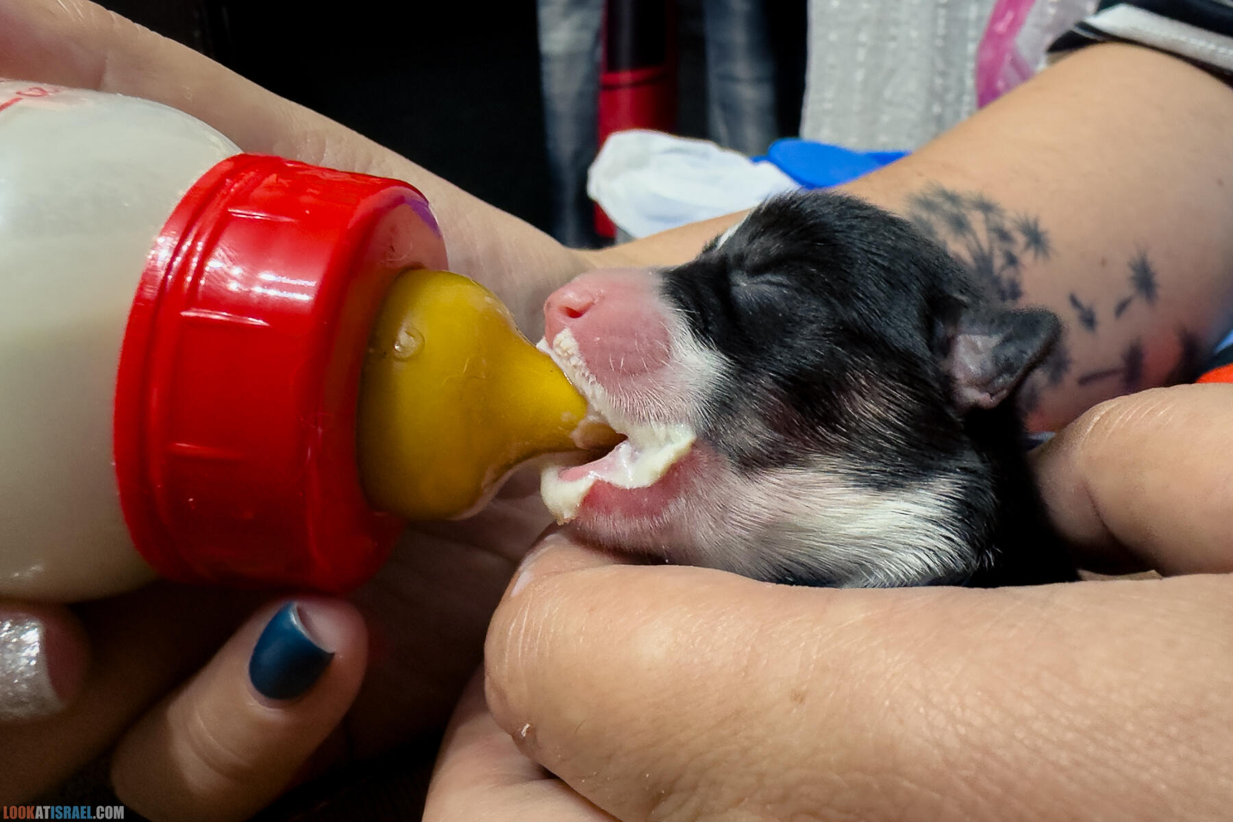Питомник Вельш корги пембрук Sababa Shire, неделя 1, Кая и Янкель, помет J - גורים של קורגי בית גידול סבבה שיר