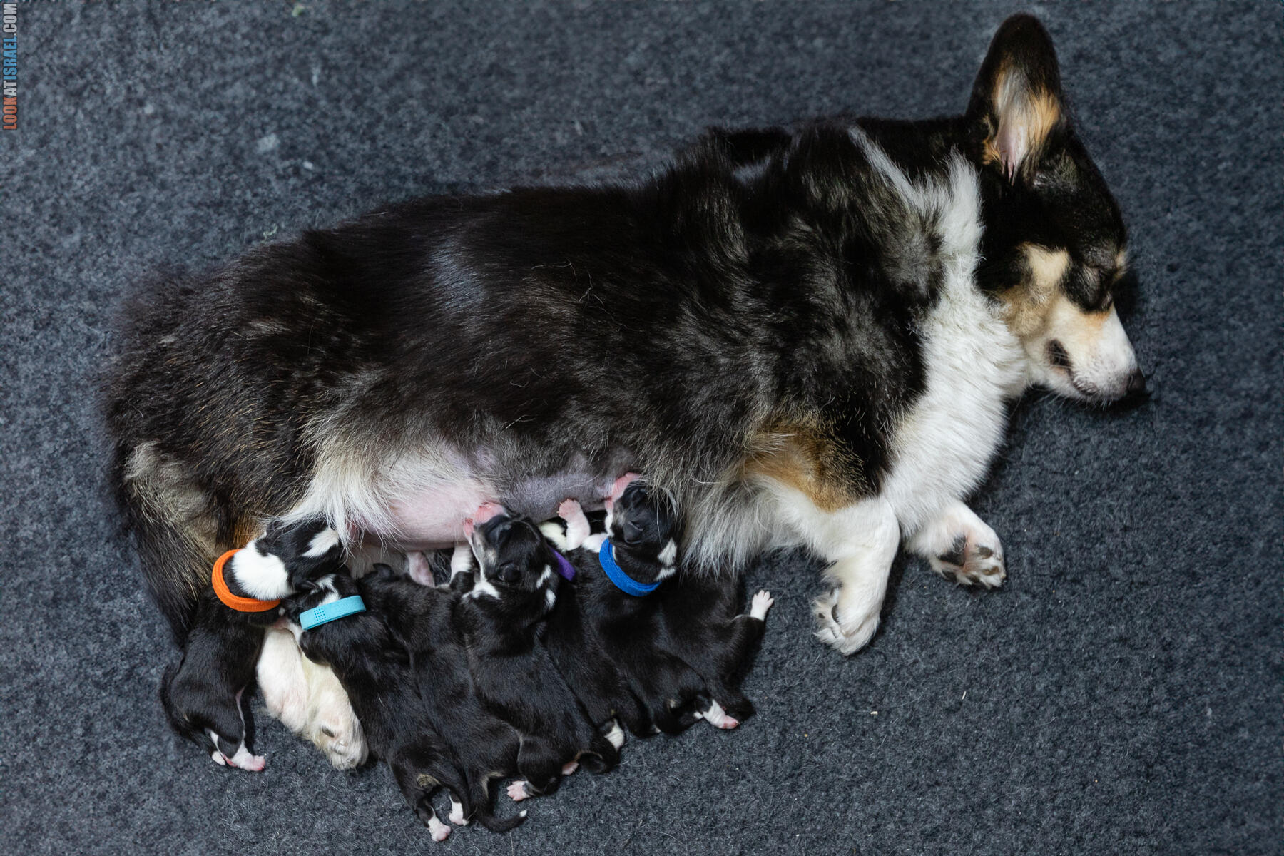 «Щенки неделька» — Неделя 1 — Радость материнства?