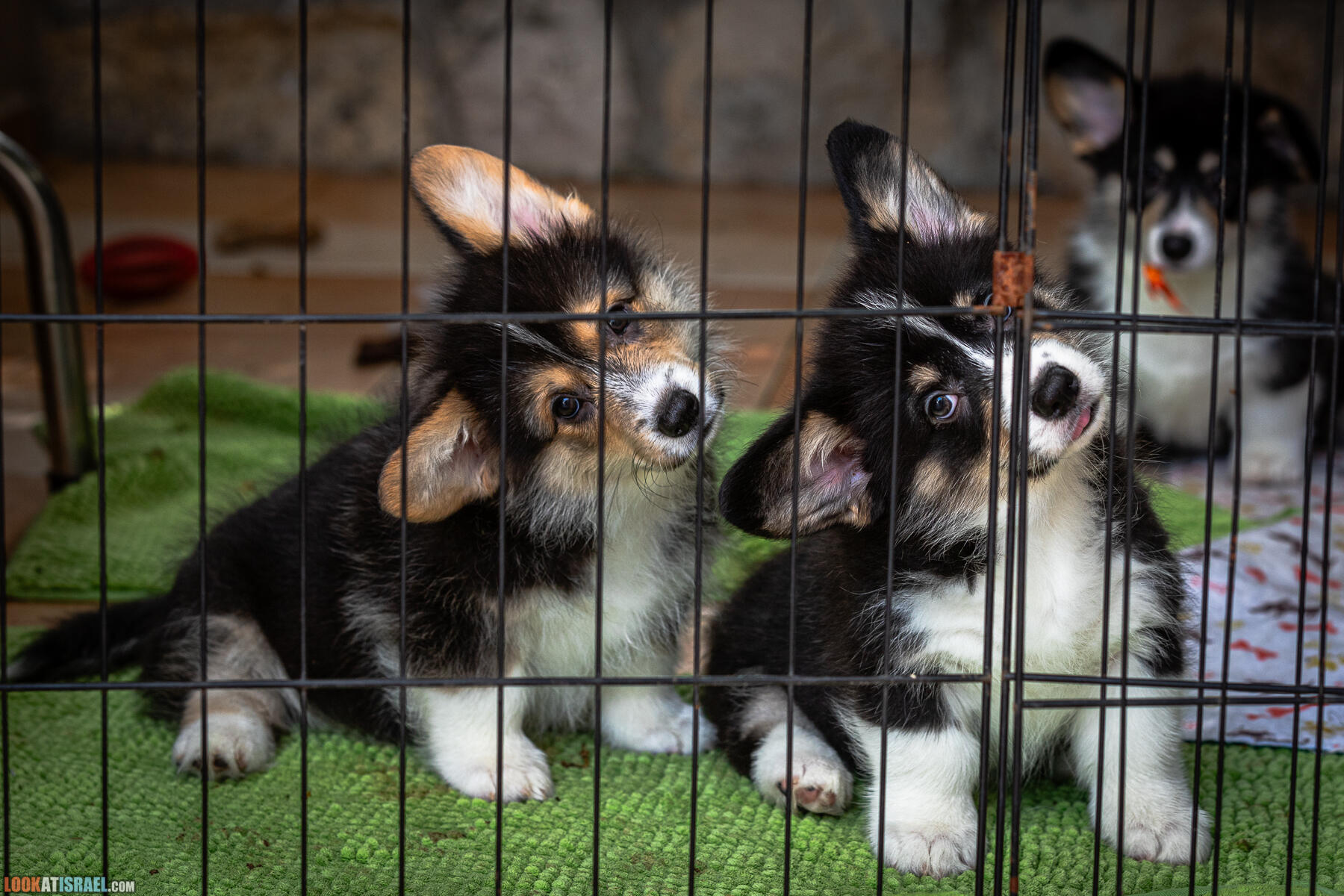 Голначик, он же Sababa Shire Jerusalem Heart of Gold, Питомник Вельш корги пембрук, питомник Sababa Shire, неделя 10, Кая и Янкель, помет J - גורים של קורגי בית גידול סבבה שיר