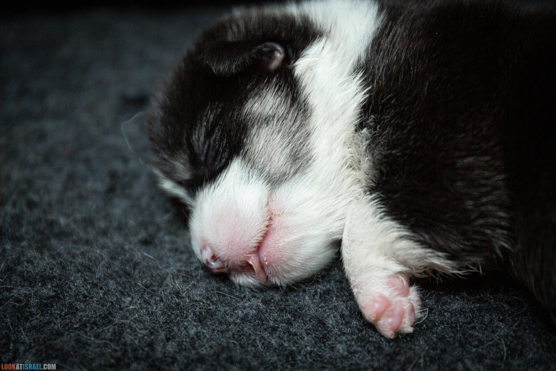 Питомник Вельш корги пембрук Sababa Shire, неделя 2, Кая и Янкель, помет J - גורים של קורגי בית גידול סבבה שיר