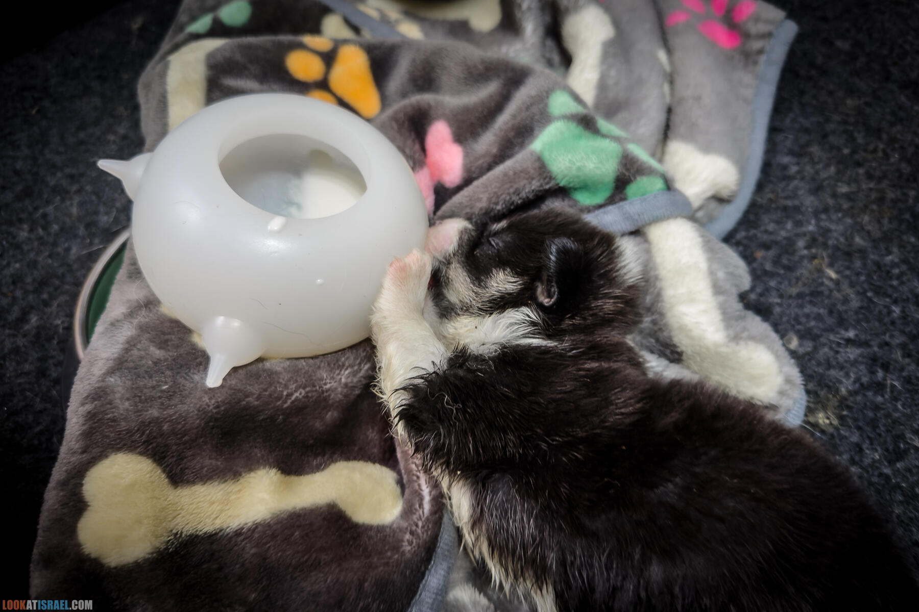 Питомник Вельш корги пембрук Sababa Shire, неделя 3, Кая и Янкель, помет J - גורים של קורגי בית גידול סבבה שיר