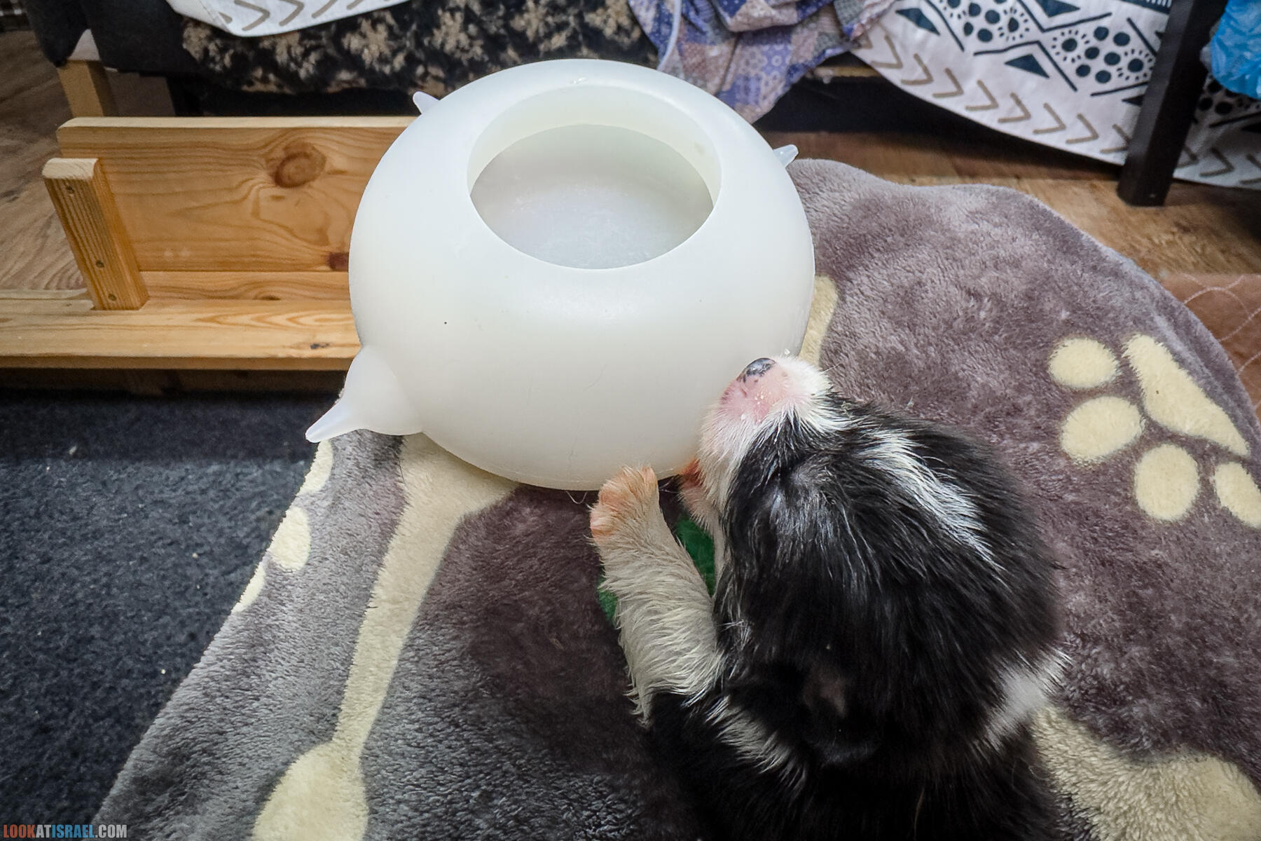 Питомник Вельш корги пембрук Sababa Shire, неделя 3, Кая и Янкель, помет J - גורים של קורגי בית גידול סבבה שיר