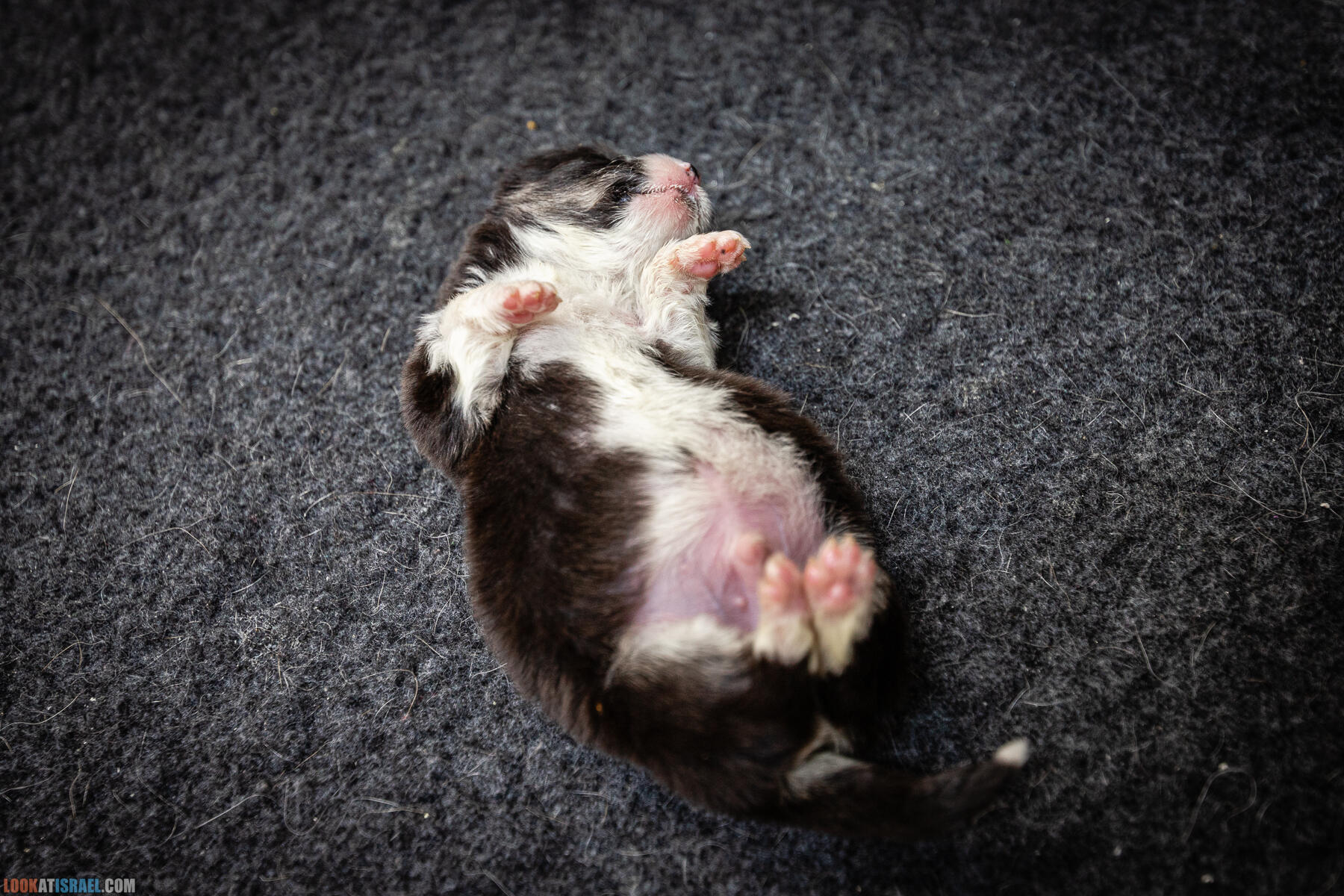 Питомник Вельш корги пембрук Sababa Shire, неделя 3, Кая и Янкель, помет J - גורים של קורגי בית גידול סבבה שיר