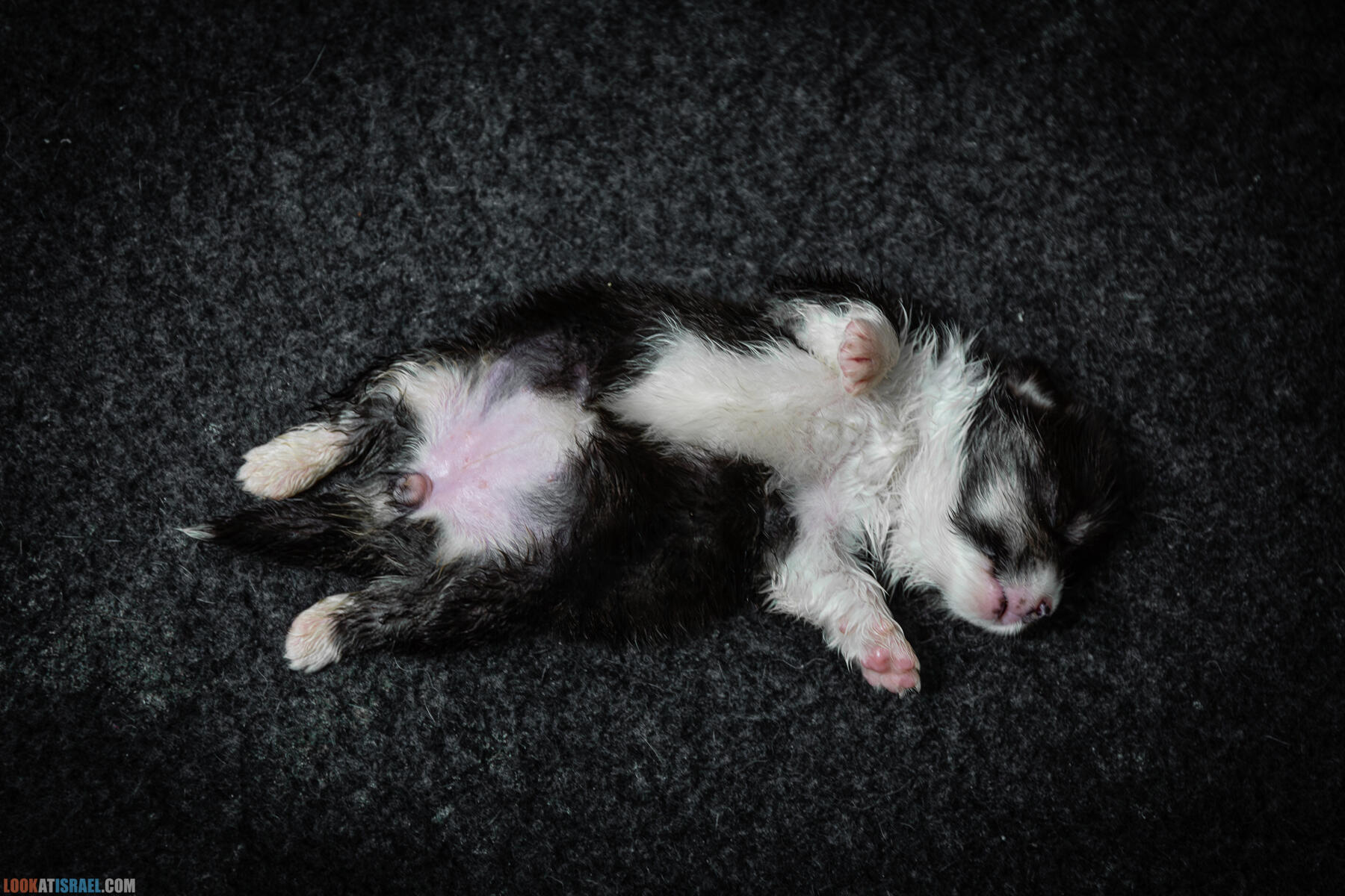 Питомник Вельш корги пембрук Sababa Shire, неделя 3, Кая и Янкель, помет J - גורים של קורגי בית גידול סבבה שיר