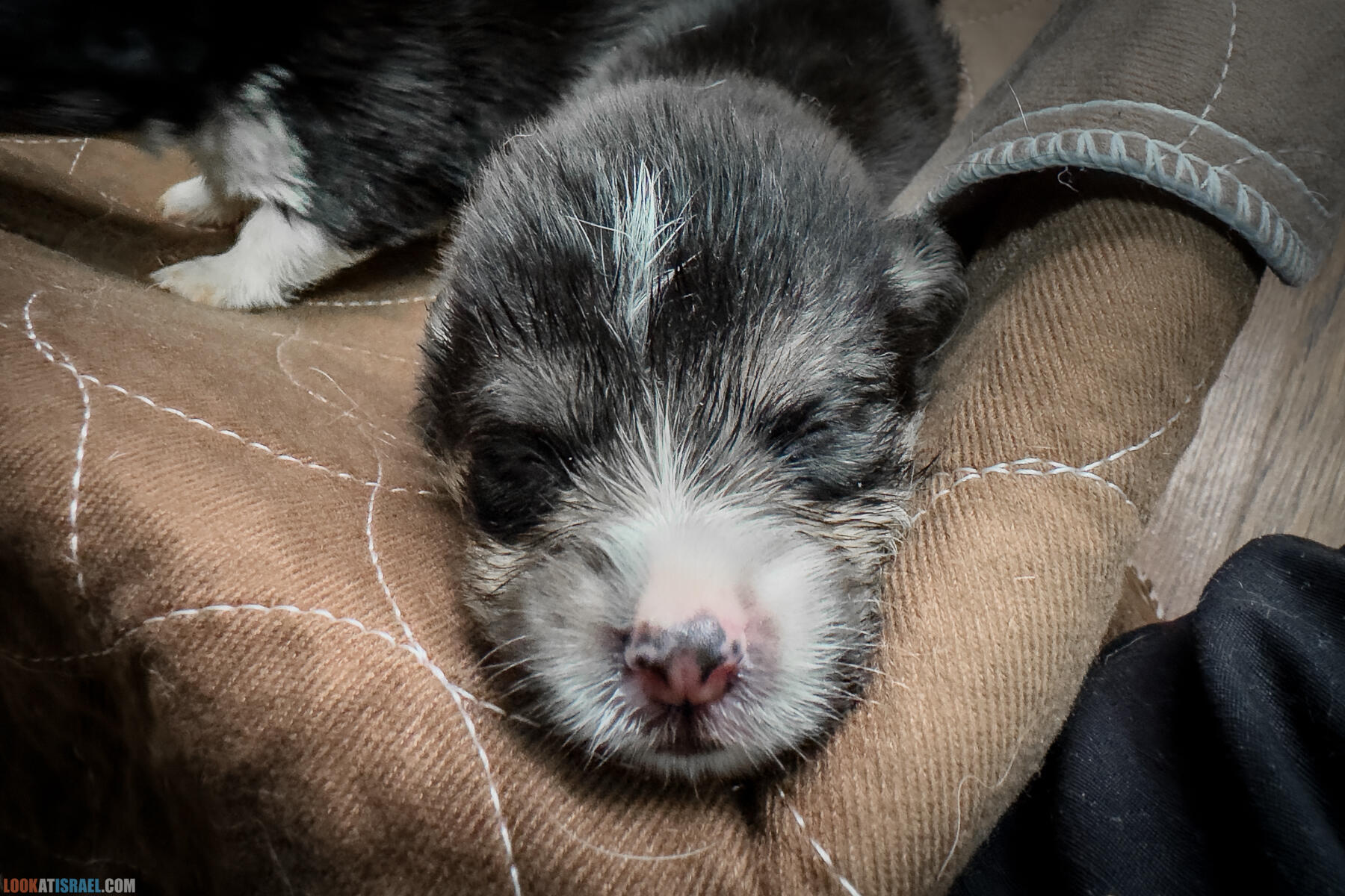 Питомник Вельш корги пембрук Sababa Shire, неделя 3, Кая и Янкель, помет J - גורים של קורגי בית גידול סבבה שיר