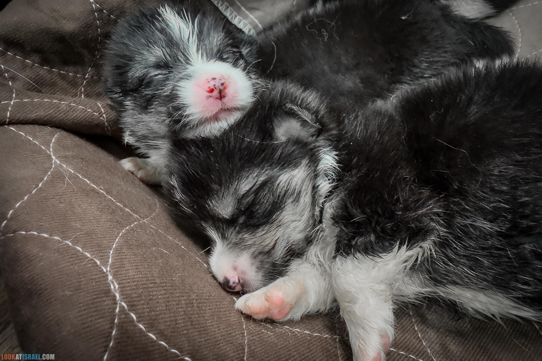 Питомник Вельш корги пембрук Sababa Shire, неделя 3, Кая и Янкель, помет J - גורים של קורגי בית גידול סבבה שיר