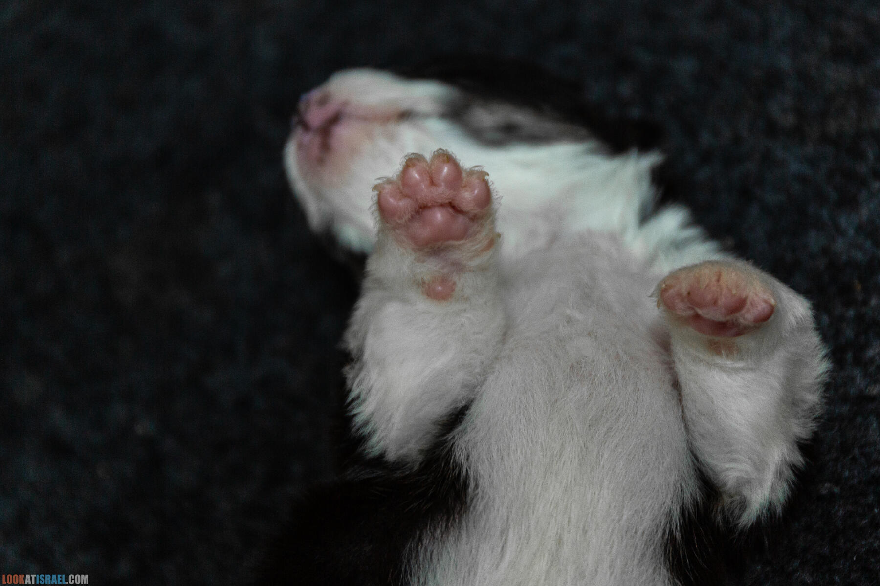 Питомник Вельш корги пембрук Sababa Shire, неделя 3, Кая и Янкель, помет J - גורים של קורגי בית גידול סבבה שיר