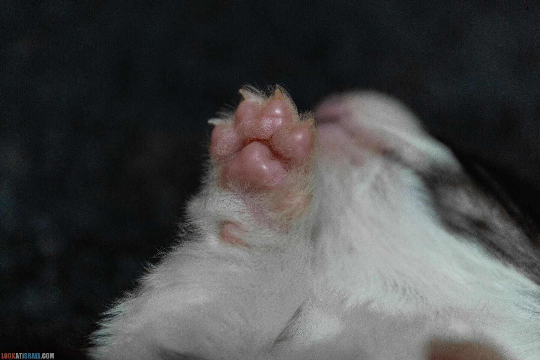 Питомник Вельш корги пембрук Sababa Shire, неделя 3, Кая и Янкель, помет J - גורים של קורגי בית גידול סבבה שיר