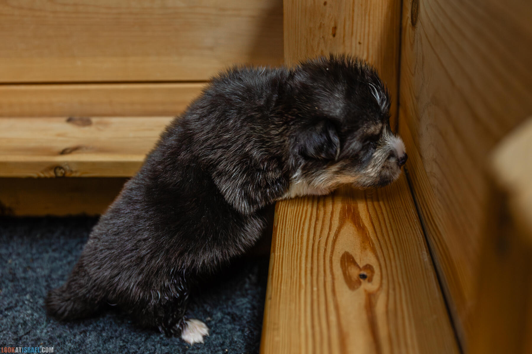 Питомник Вельш корги пембрук Sababa Shire, неделя 3, Кая и Янкель, помет J - גורים של קורגי בית גידול סבבה שיר