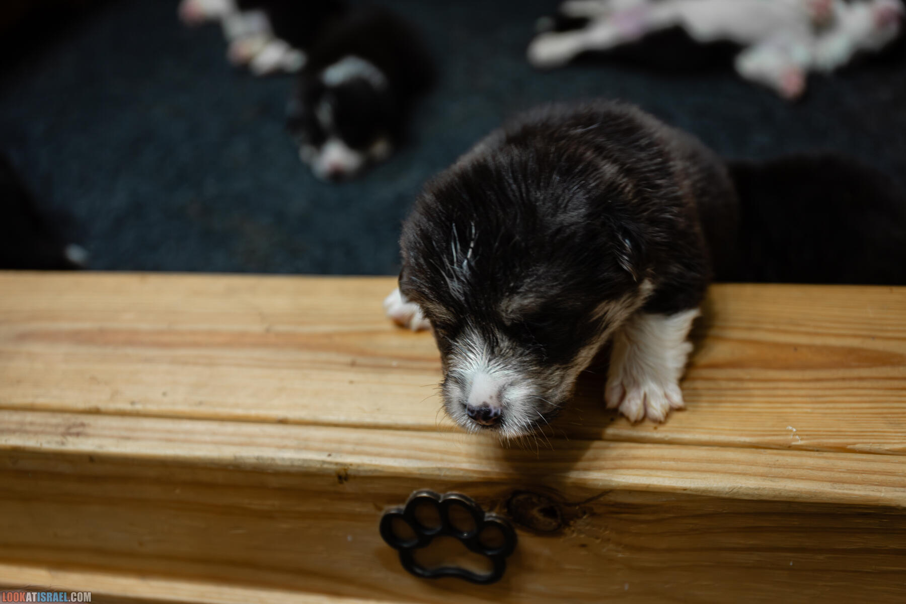 Питомник Вельш корги пембрук Sababa Shire, неделя 3, Кая и Янкель, помет J - גורים של קורגי בית גידול סבבה שיר