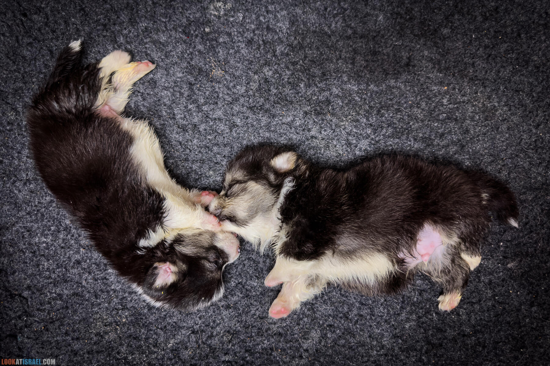 Питомник Вельш корги пембрук Sababa Shire, неделя 5, Кая и Янкель, помет J - גורים של קורגי בית גידול סבבה שיר