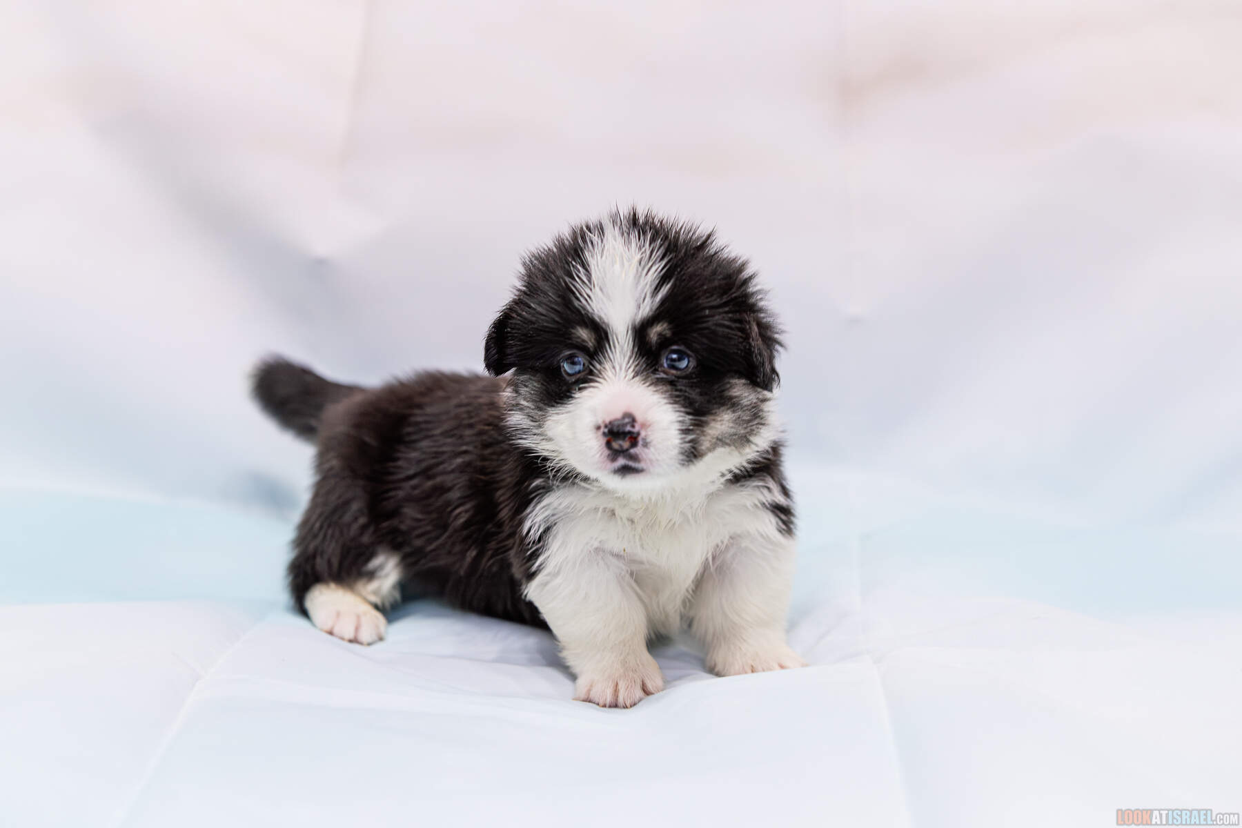 Jordan Valley River Song (Ойка) - Питомник Вельш корги пембрук Sababa Shire, неделя 4, Кая и Янкель, помет J - גורים של קורגי בית גידול סבבה שיר