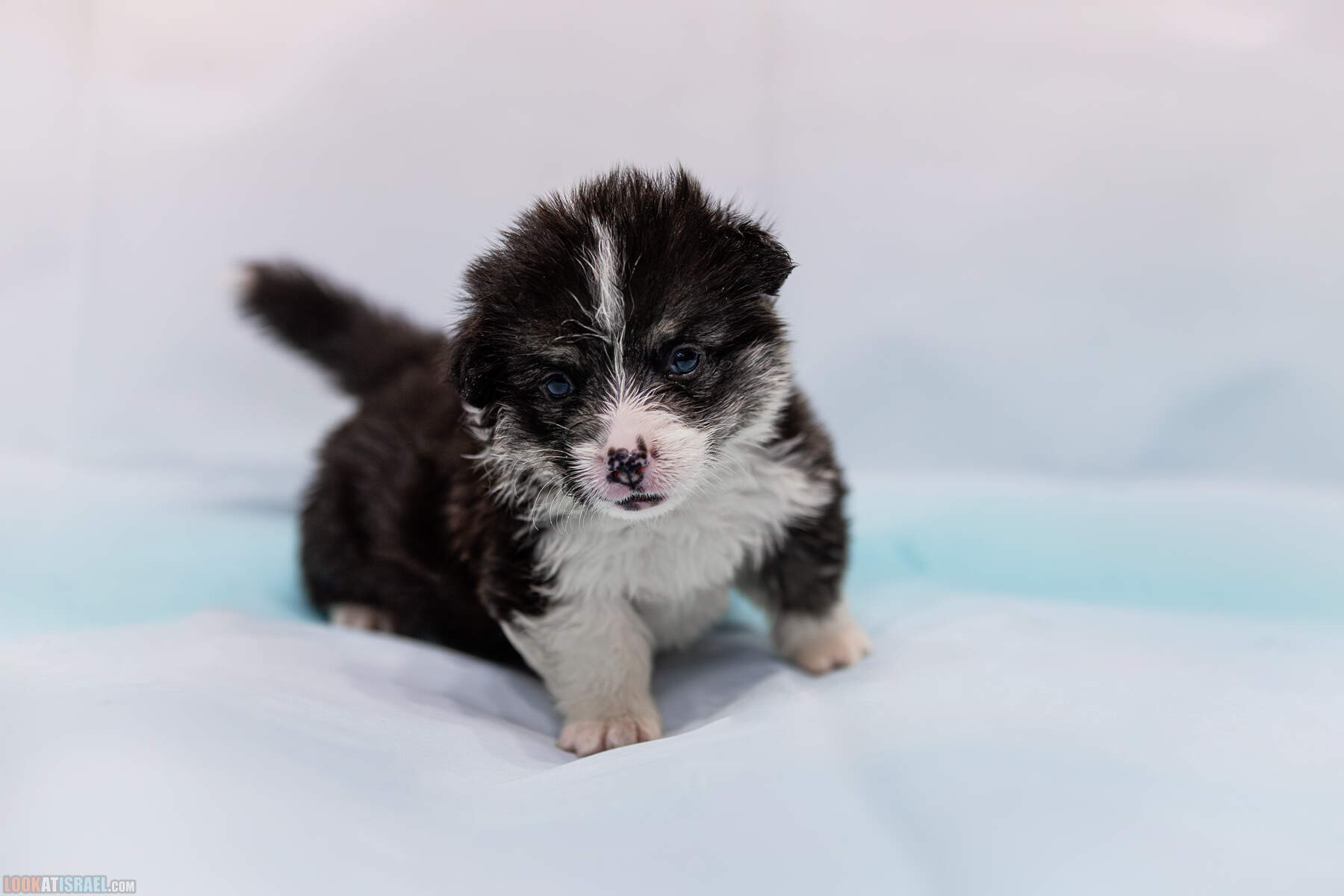 Jezreel Spring Meadow (дЖузеппе) - Питомник Вельш корги пембрук Sababa Shire, неделя 4, Кая и Янкель, помет J - גורים של קורגי בית גידול סבבה שיר