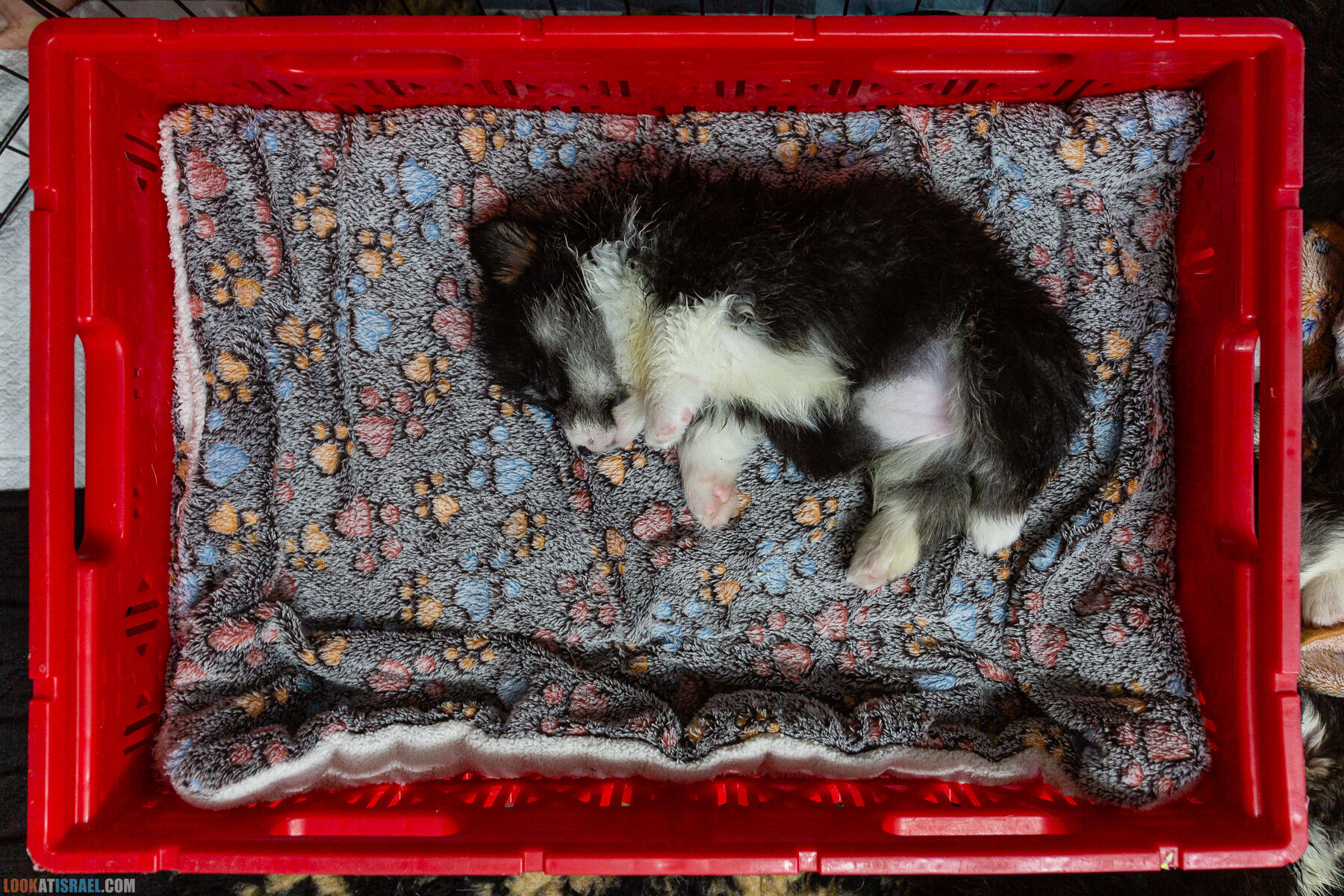 Питомник Вельш корги пембрук Sababa Shire, неделя 5, Кая и Янкель, помет J - גורים של קורגי בית גידול סבבה שיר