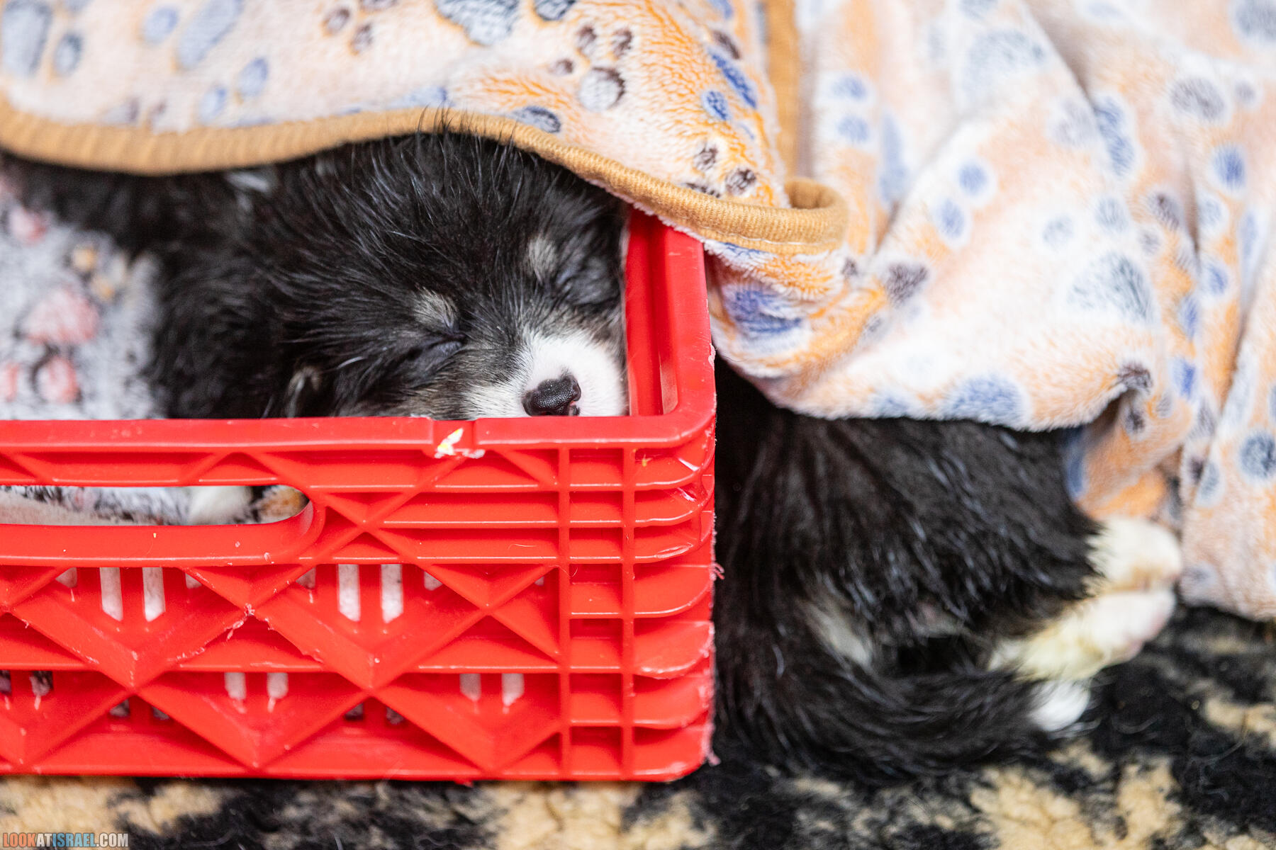 Питомник Вельш корги пембрук Sababa Shire, неделя 5, Кая и Янкель, помет J - גורים של קורגי בית גידול סבבה שיר