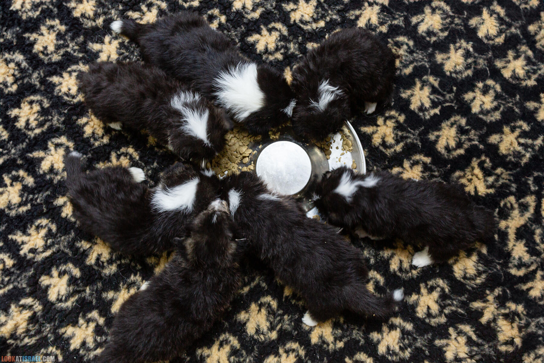 Питомник Вельш корги пембрук Sababa Shire, неделя 5, Кая и Янкель, помет J - גורים של קורגי בית גידול סבבה שיר