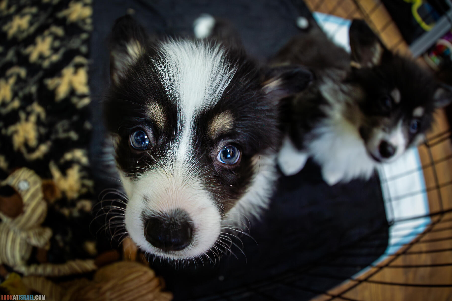 Питомник Вельш корги пембрук, питомник Sababa Shire, неделя 7, Кая и Янкель, помет J - גורים של קורגי בית גידול סבבה שיר