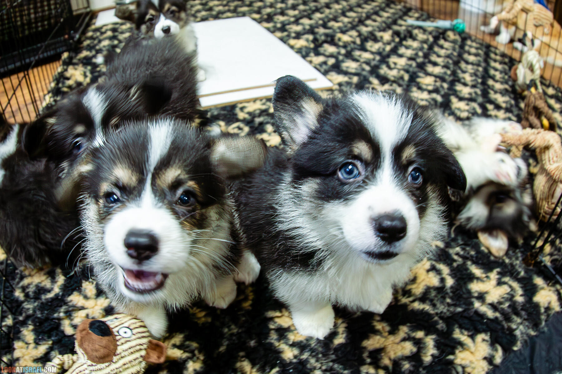 Питомник Вельш корги пембрук, питомник Sababa Shire, неделя 7, Кая и Янкель, помет J - גורים של קורגי בית גידול סבבה שיר