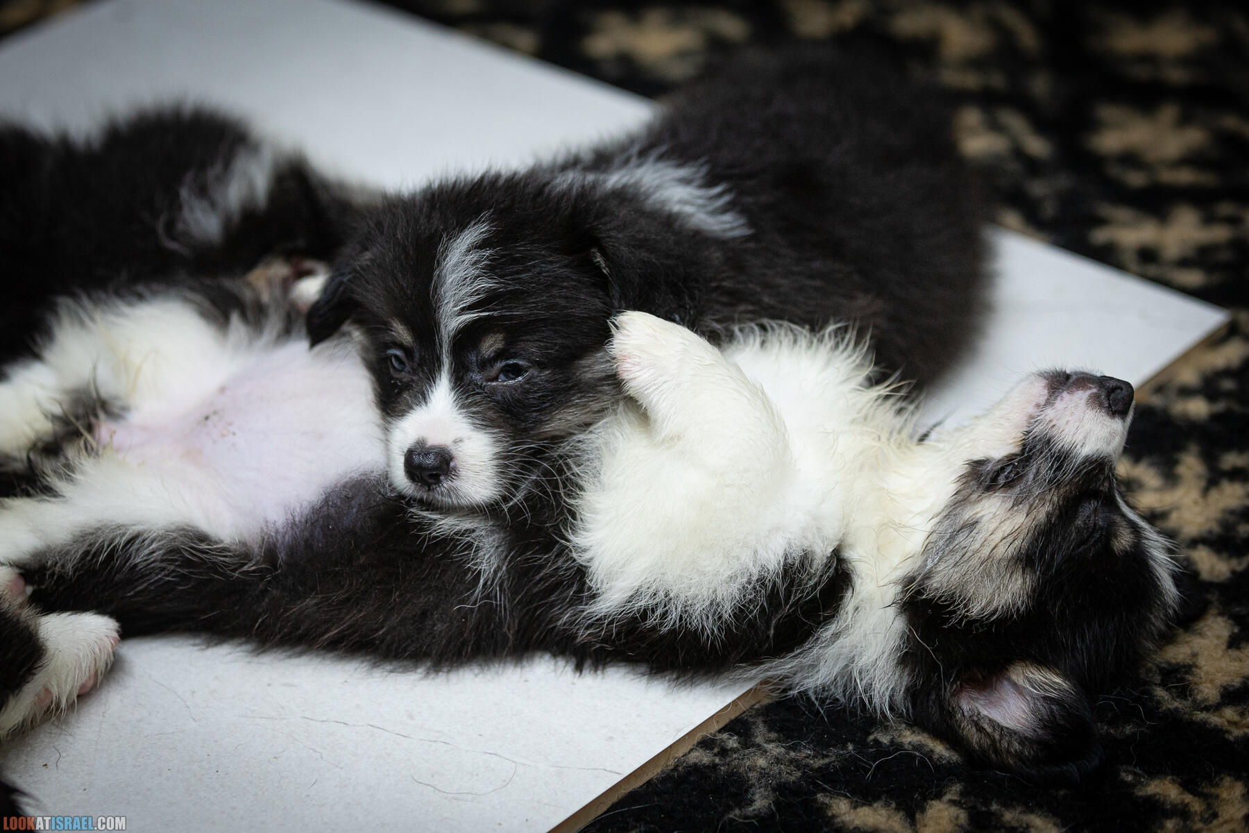 Питомник Вельш корги пембрук, питомник Sababa Shire, неделя 7, Кая и Янкель, помет J - גורים של קורגי בית גידול סבבה שיר