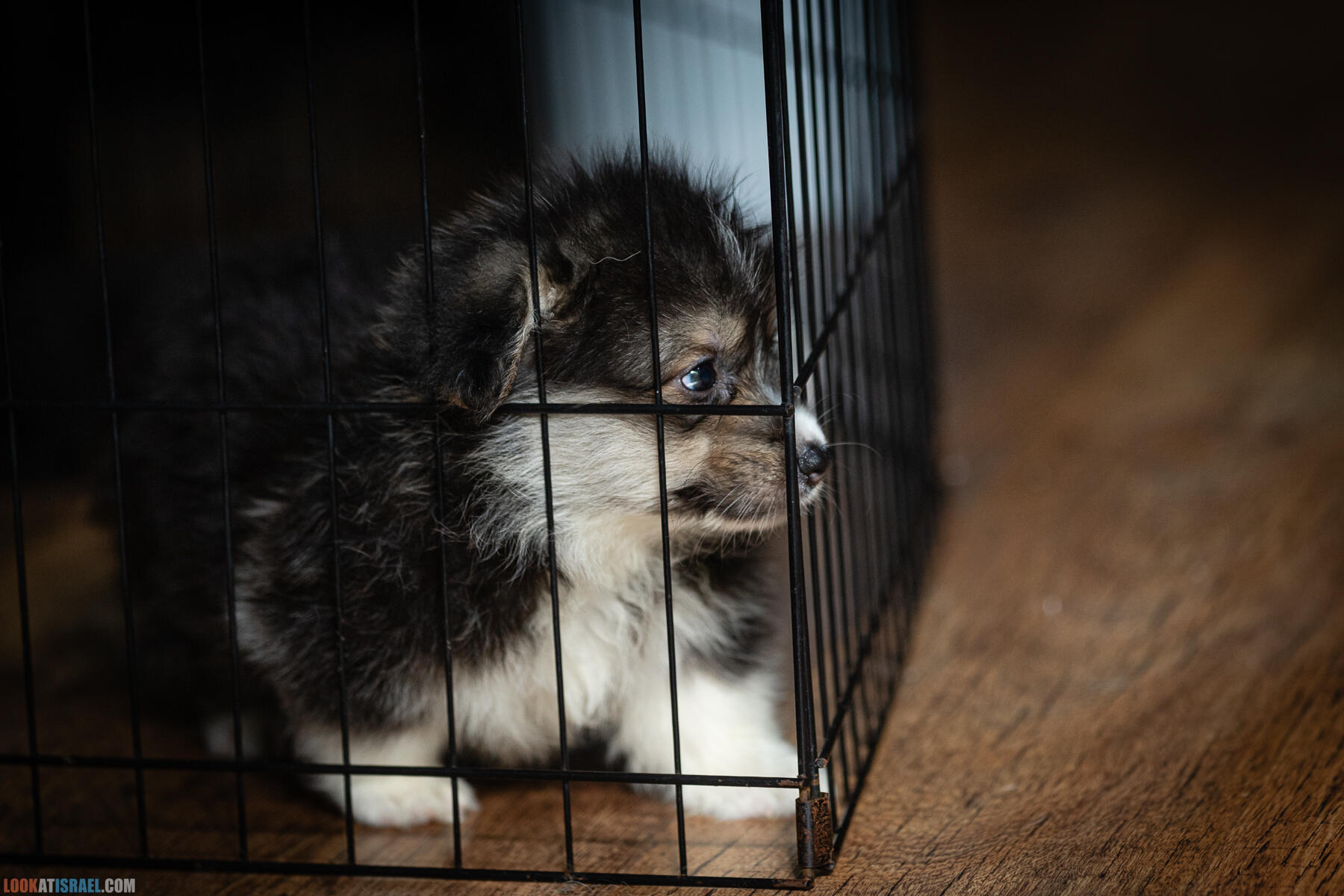 Питомник Вельш корги пембрук, питомник Sababa Shire, неделя 8, Кая и Янкель, помет J - גורים של קורגי בית גידול סבבה שיר