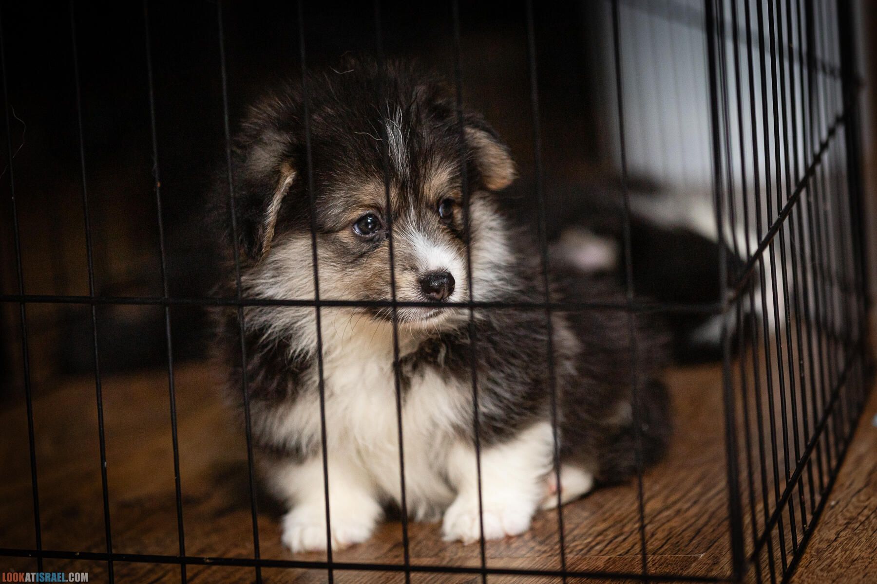 Питомник Вельш корги пембрук, питомник Sababa Shire, неделя 8, Кая и Янкель, помет J - גורים של קורגי בית גידול סבבה שיר