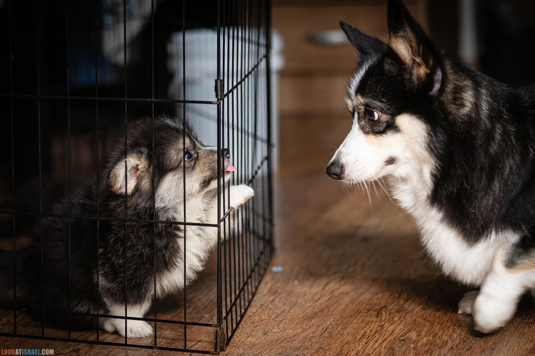 Питомник Вельш корги пембрук, питомник Sababa Shire, неделя 8, Кая и Янкель, помет J - גורים של קורגי בית גידול סבבה שיר