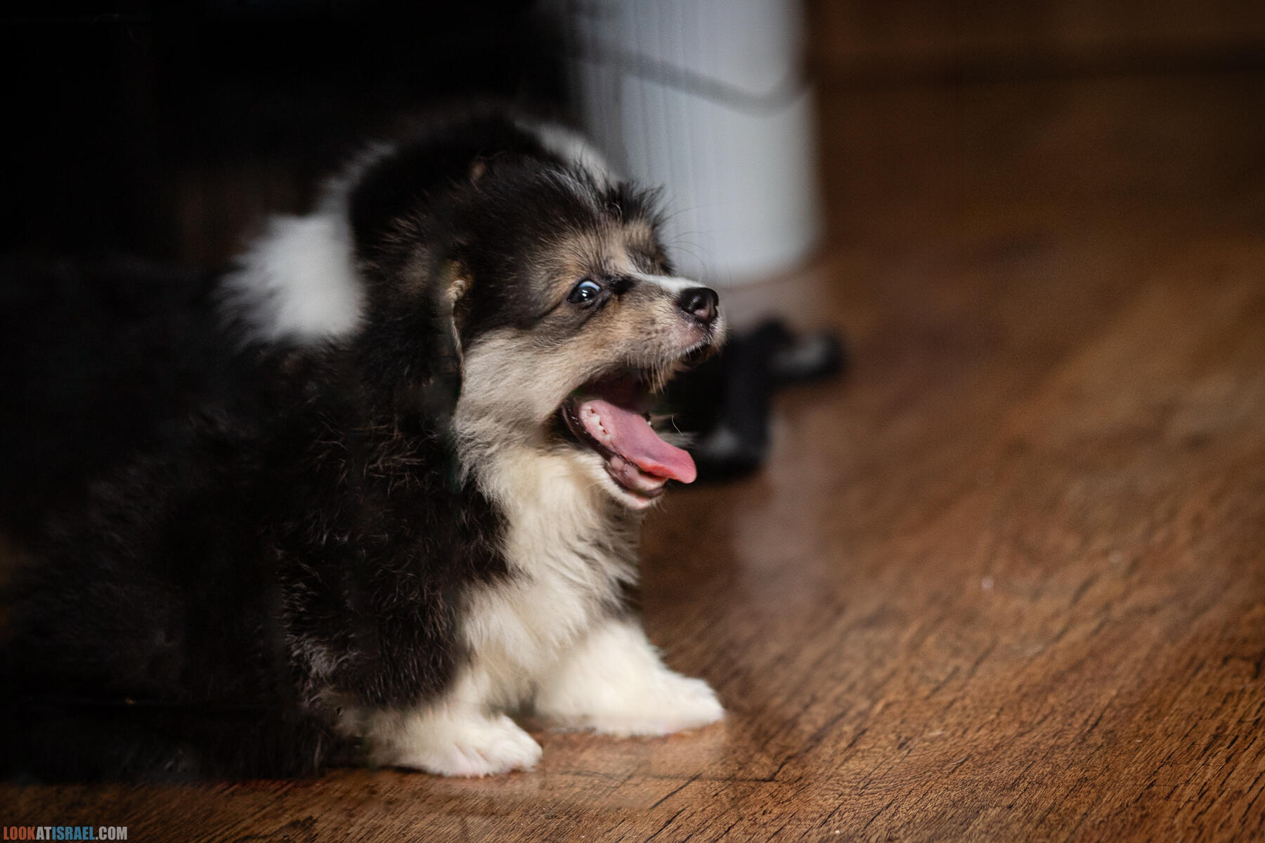 Питомник Вельш корги пембрук, питомник Sababa Shire, неделя 8, Кая и Янкель, помет J - גורים של קורגי בית גידול סבבה שיר