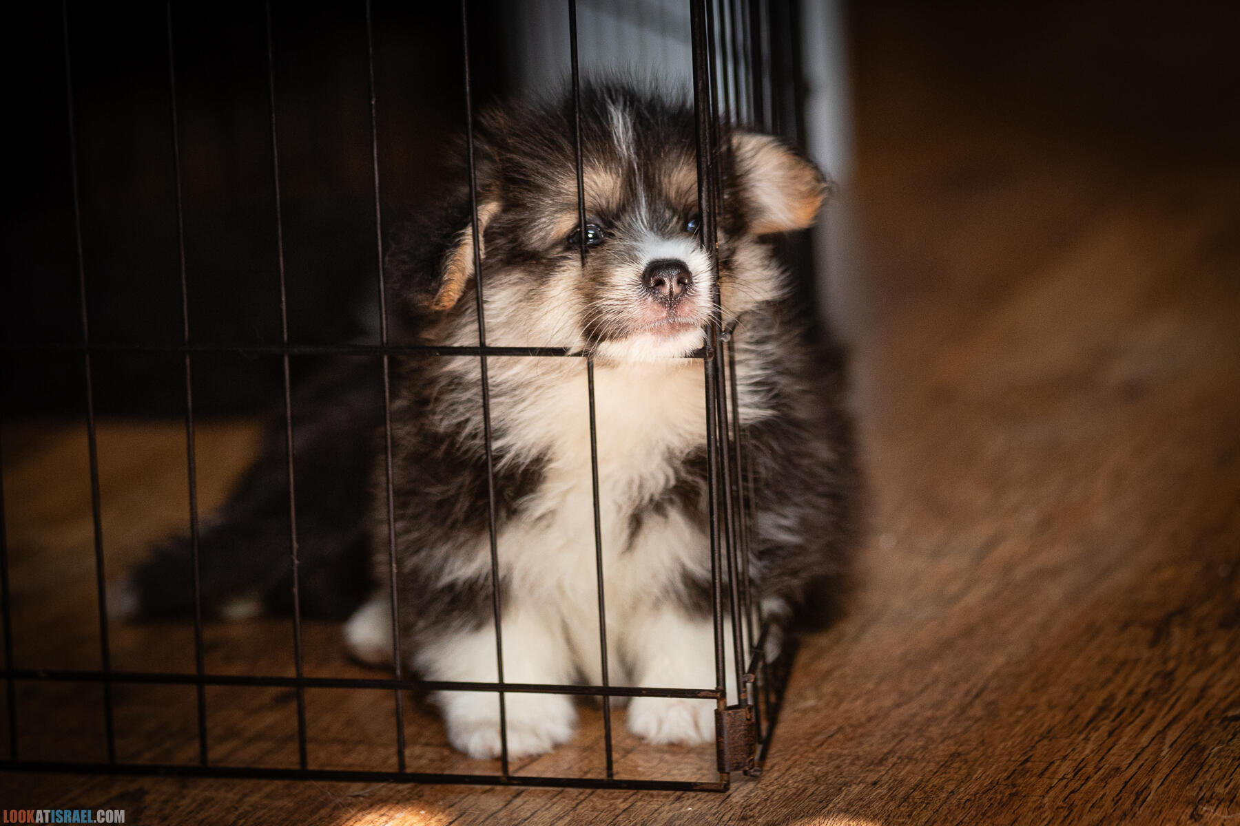Питомник Вельш корги пембрук, питомник Sababa Shire, неделя 8, Кая и Янкель, помет J - גורים של קורגי בית גידול סבבה שיר