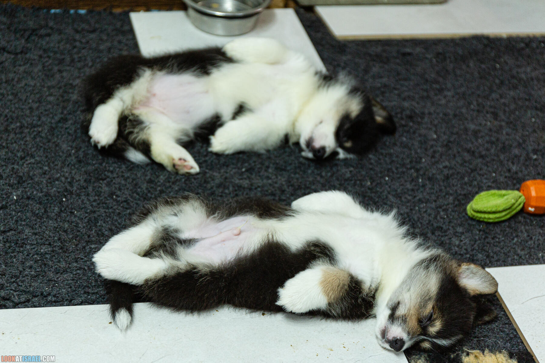 Питомник Вельш корги пембрук, питомник Sababa Shire, неделя 8, Кая и Янкель, помет J - גורים של קורגי בית גידול סבבה שיר