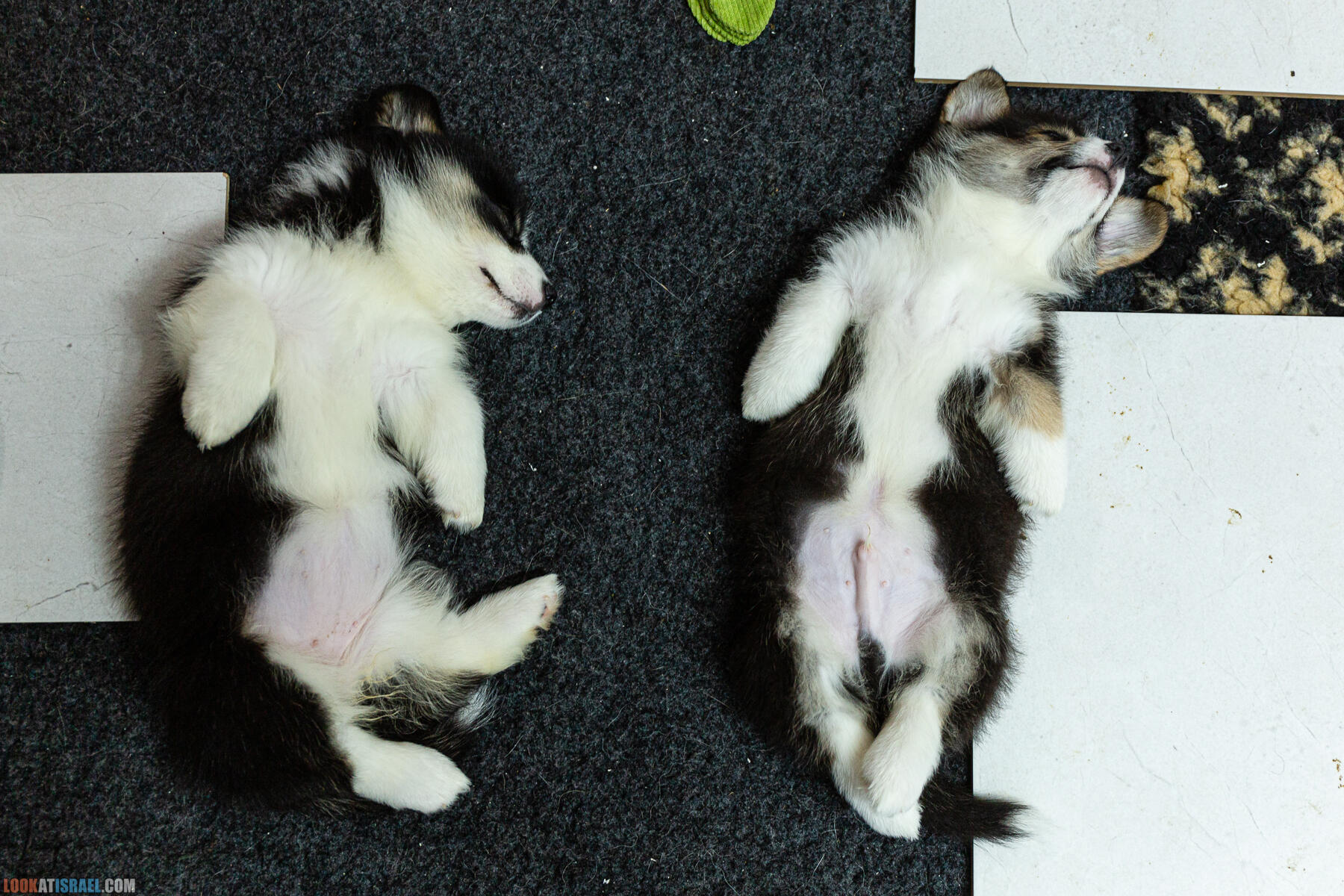 Питомник Вельш корги пембрук, питомник Sababa Shire, неделя 8, Кая и Янкель, помет J - גורים של קורגי בית גידול סבבה שיר