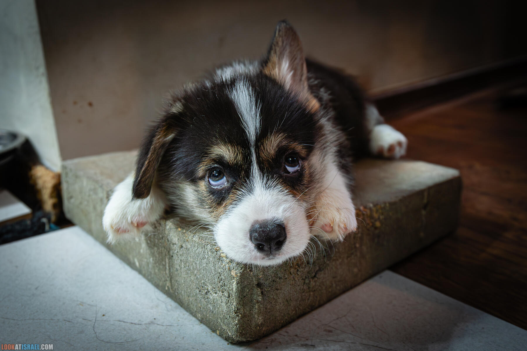 Питомник Вельш корги пембрук, питомник Sababa Shire, неделя 8, Кая и Янкель, помет J - גורים של קורגי בית גידול סבבה שיר