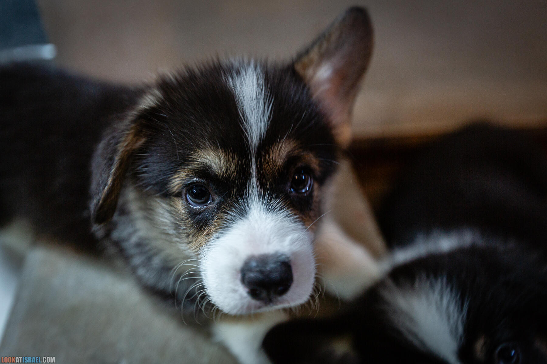 Питомник Вельш корги пембрук, питомник Sababa Shire, неделя 8, Кая и Янкель, помет J - גורים של קורגי בית גידול סבבה שיר