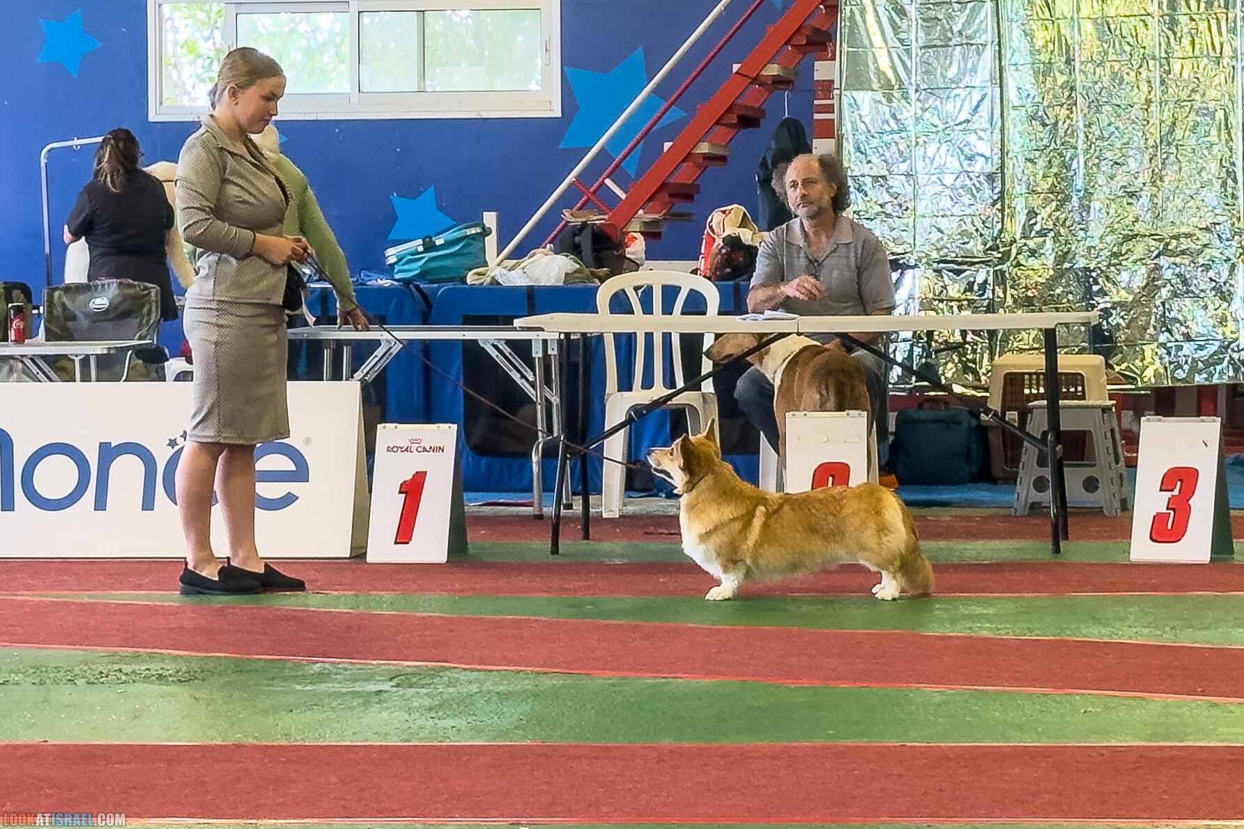 Выставка клуба пастушьих собак - Корги Elizabeth Eevee Sababa Shire Kennel, Israel Champion