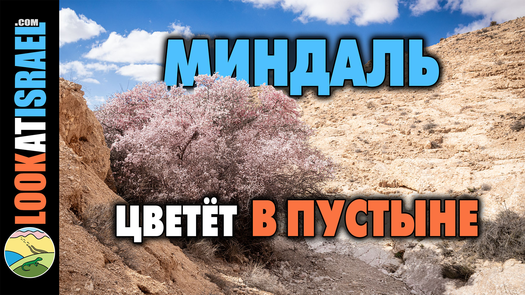 Редкий миндаль Рамон: цветение в сердце пустыни