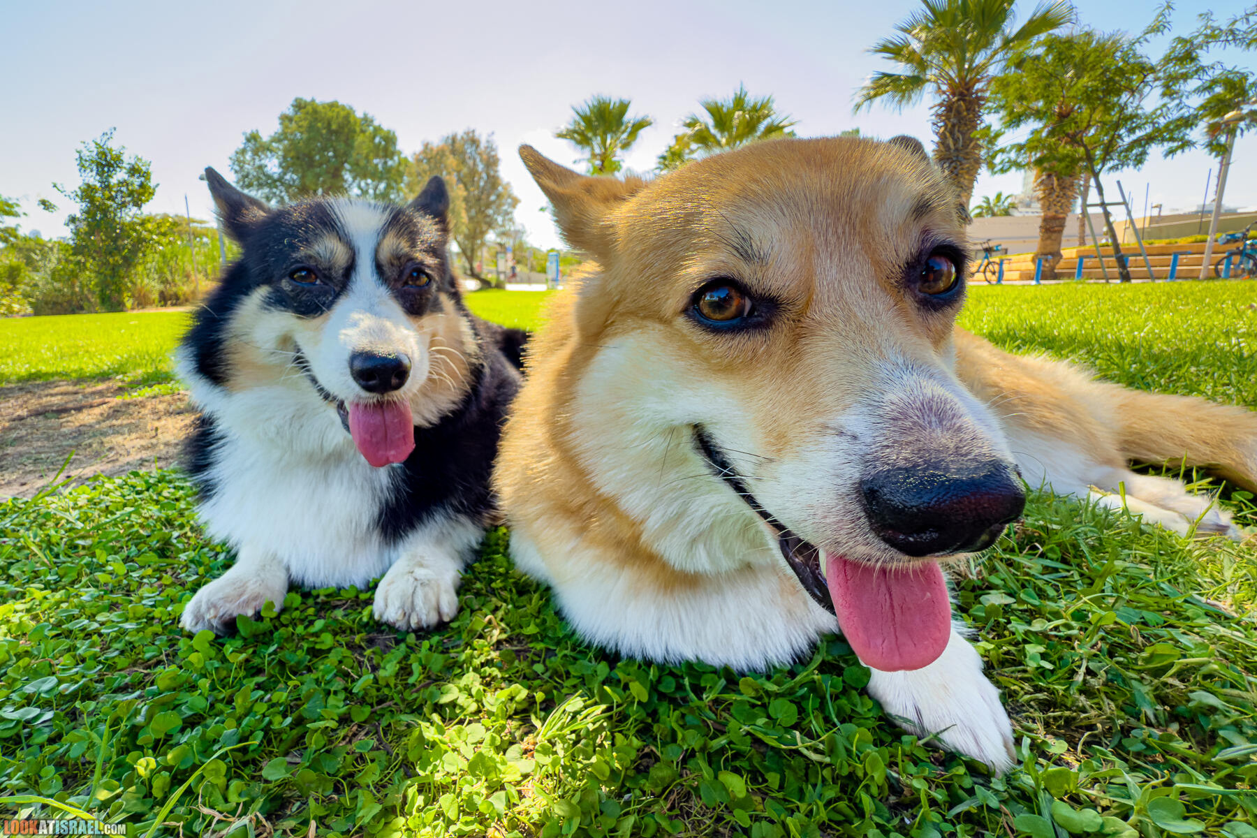 Корги Иви и Кая