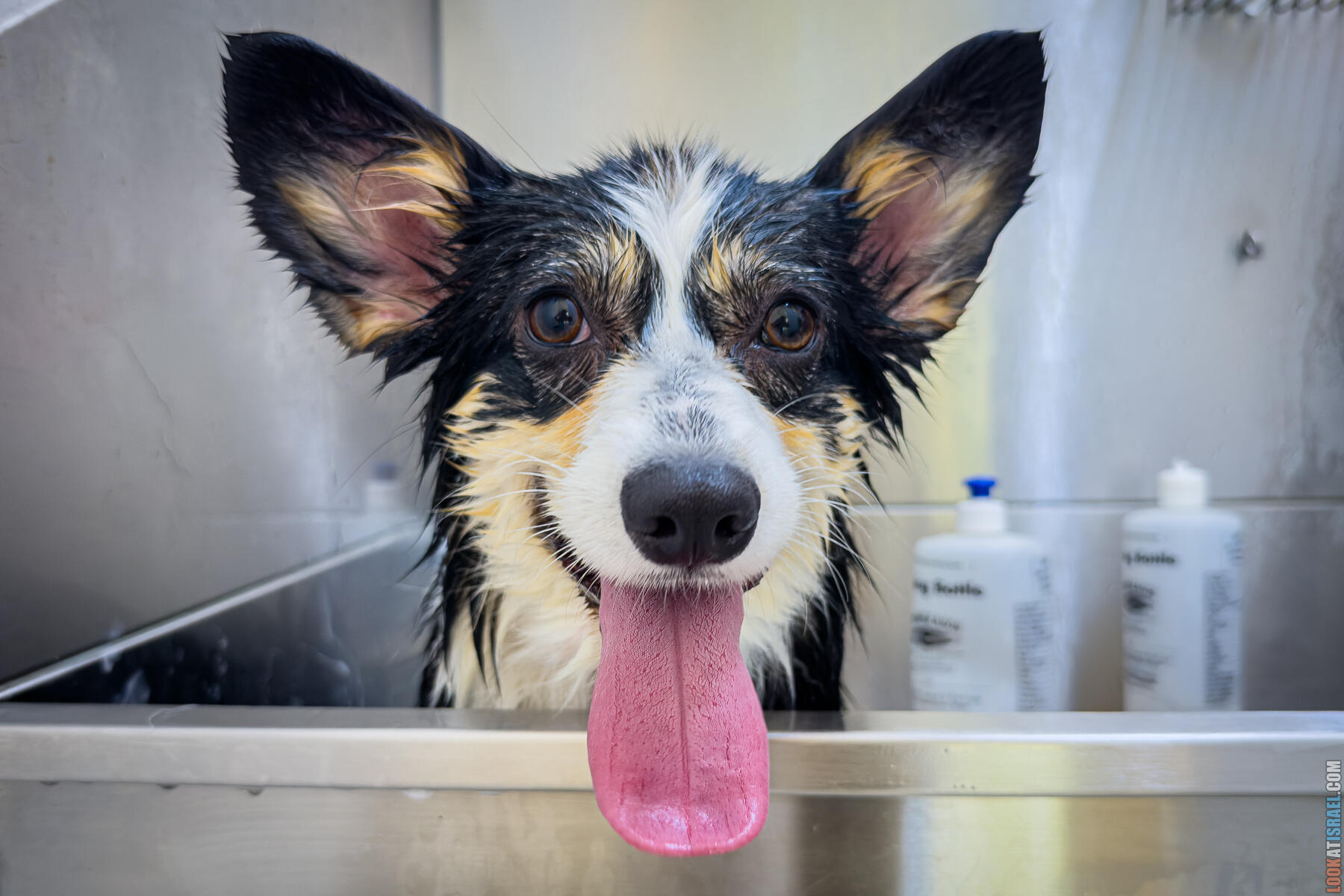 Как это делается - Экспресс линька для корги Кая (питомник Sababa Shire Kennel)