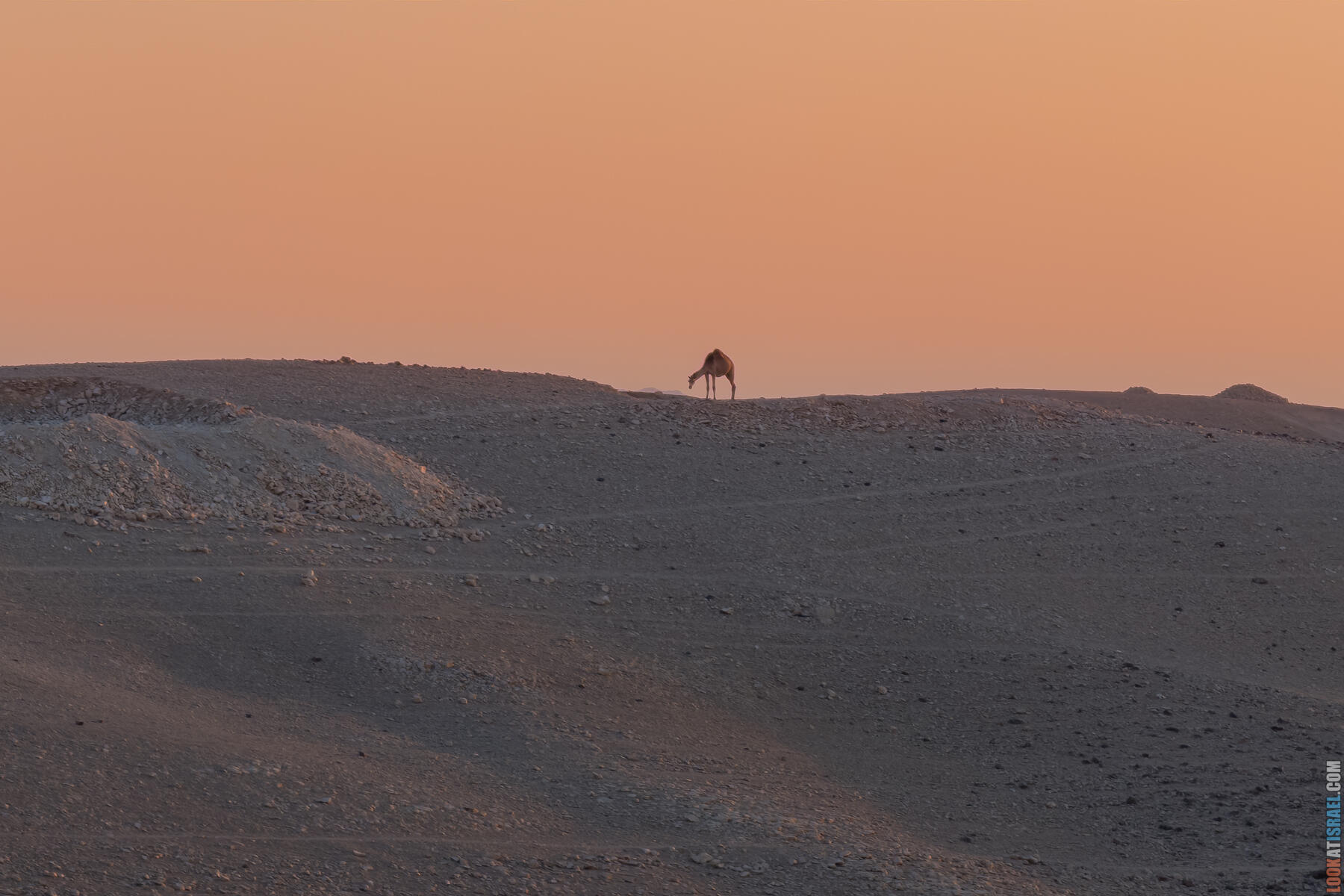 Двухдневное путешествие по Иудейской пустыне на внедорожниках