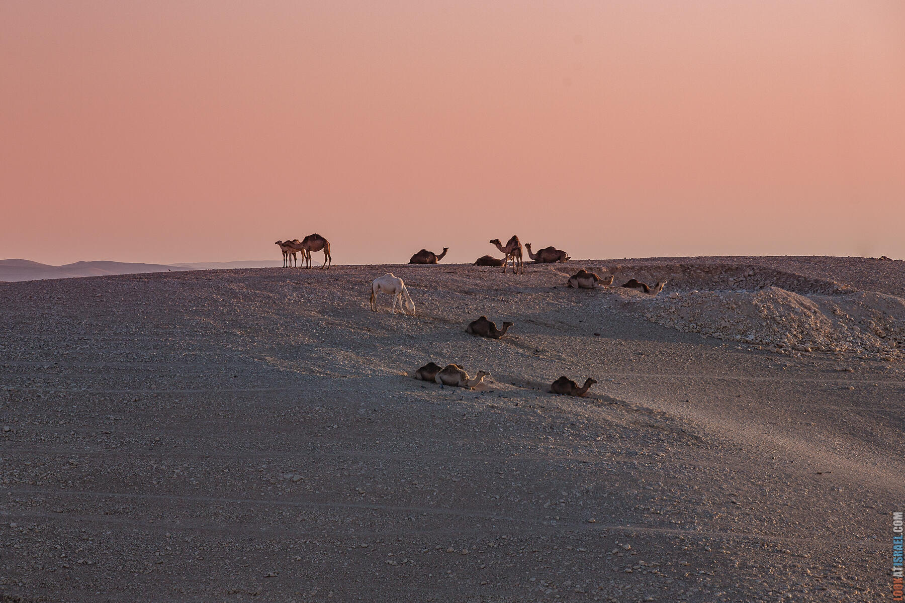 Двухдневное путешествие по Иудейской пустыне на внедорожниках