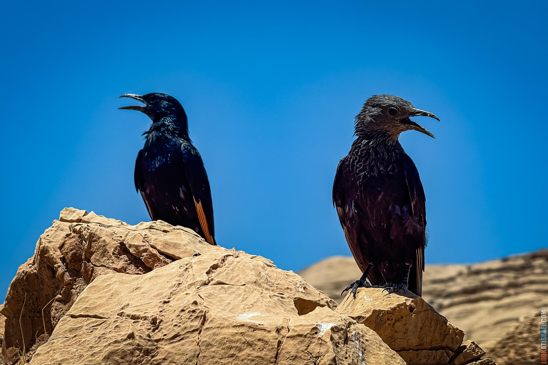 Двухдневное путешествие по Иудейской пустыне на внедорожниках