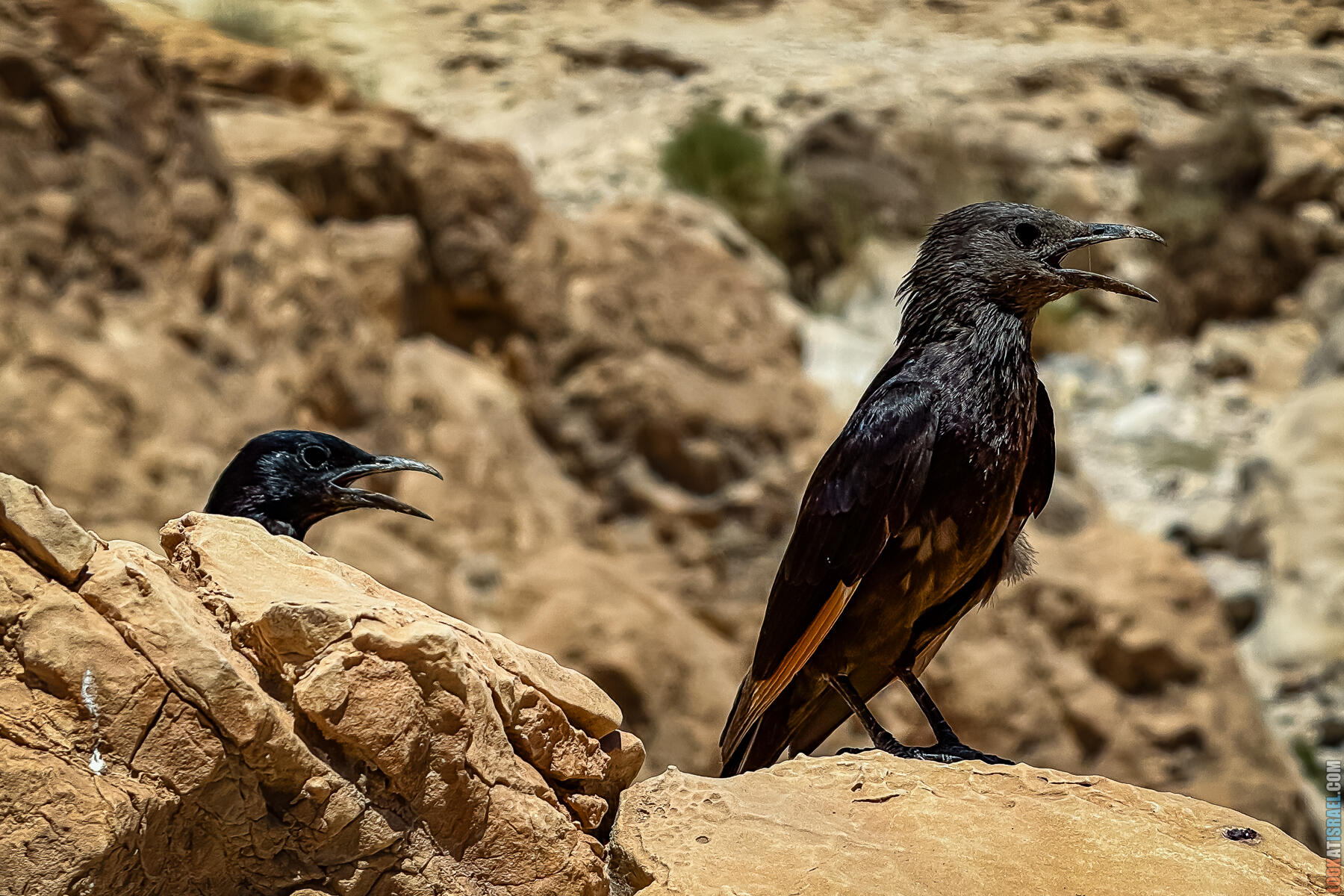 Двухдневное путешествие по Иудейской пустыне на внедорожниках