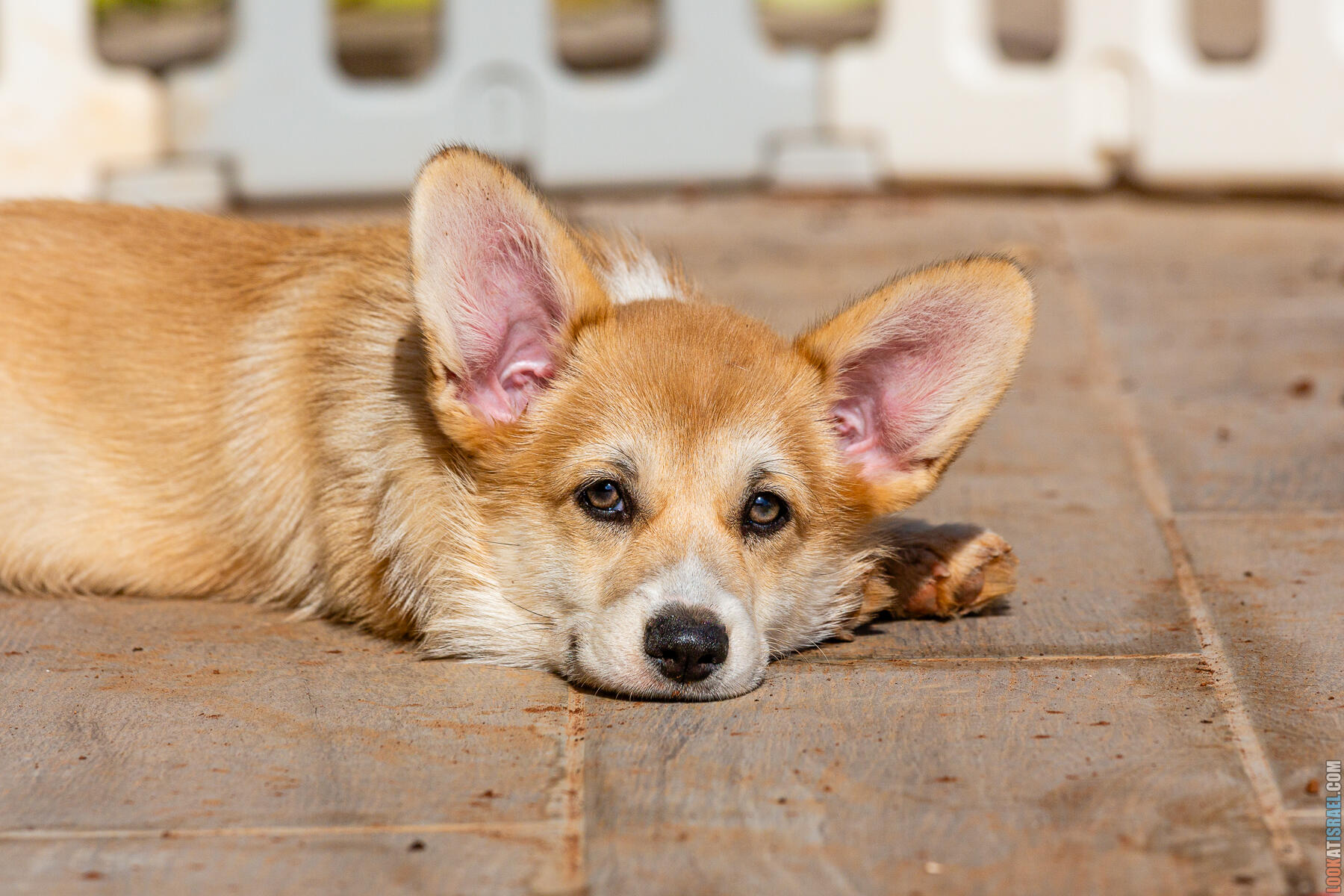 Вельш Корги пемброк Уна  Holy Paws Awesome Lady Una - גורים של וולש קורגי, בית גידול קורגי